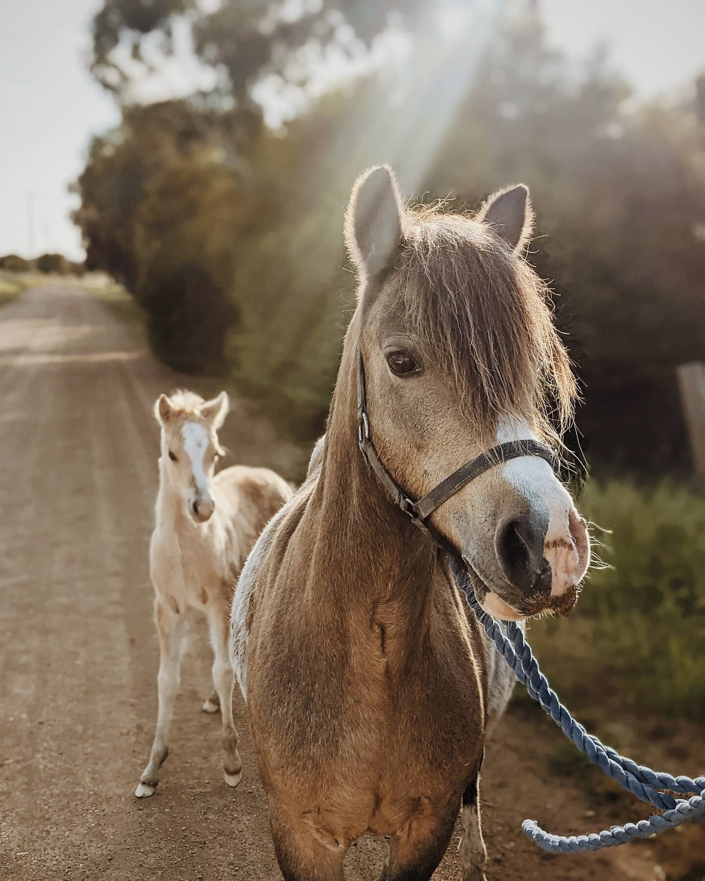 🌼Spring🌼
Our favourite time of the year especially when we have such cute babies at the clinic!!

#foalsofinstagram #foal #reprovet #foalingseason #foalingseason2021 #macedonrangesvet #macedonranges #gisbornevet #gisborne #veterinarian #veterinarym