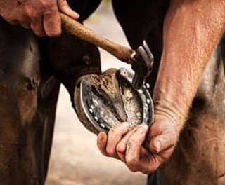 ‼️ Farrier ‼️
Exciting news! We will have a registered farrier available every second Thursday. Starting this Thursday the 28th Oct 2021. You can make a booking up to the Tuesday before. A $22 non refundable booking fee applies to secure your spot an