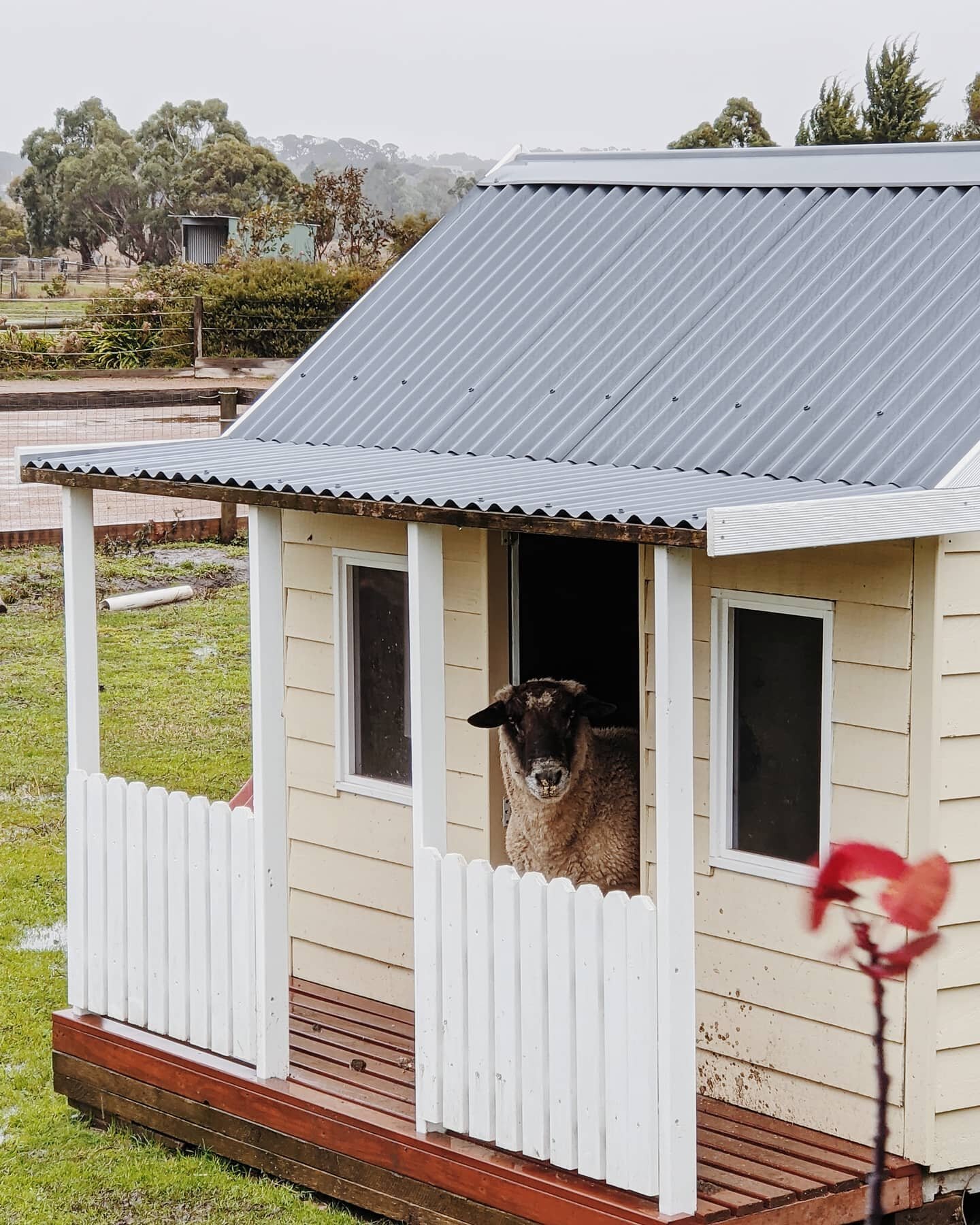 Barry took up residence in the cubby house to stay dry and he's not shearing it with anyone! 🤣🐑⛈️

#macedonrangesvet #equinevet #veterinarian #vetlife #veterinarymedicine #melbournestorm #sheepofinstagram #barrythesheep #gisbornevet #macedonranges 