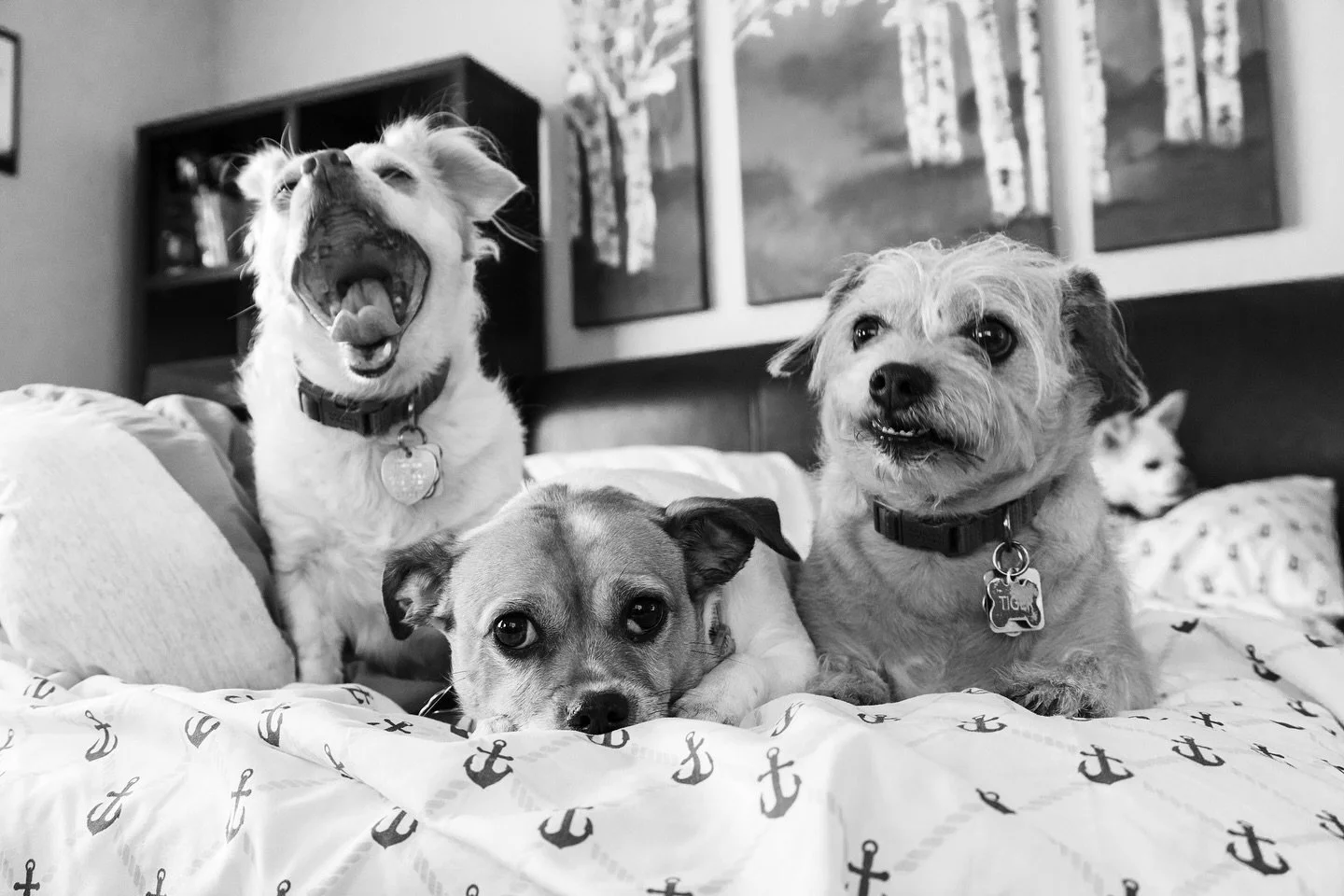 A sleepy Christmas morning, exactly what I hoped for ✨💤

Grateful to be home with family after a long and busy holiday season. Wishing everyone a restful and happy holiday, whichever one you celebrate.