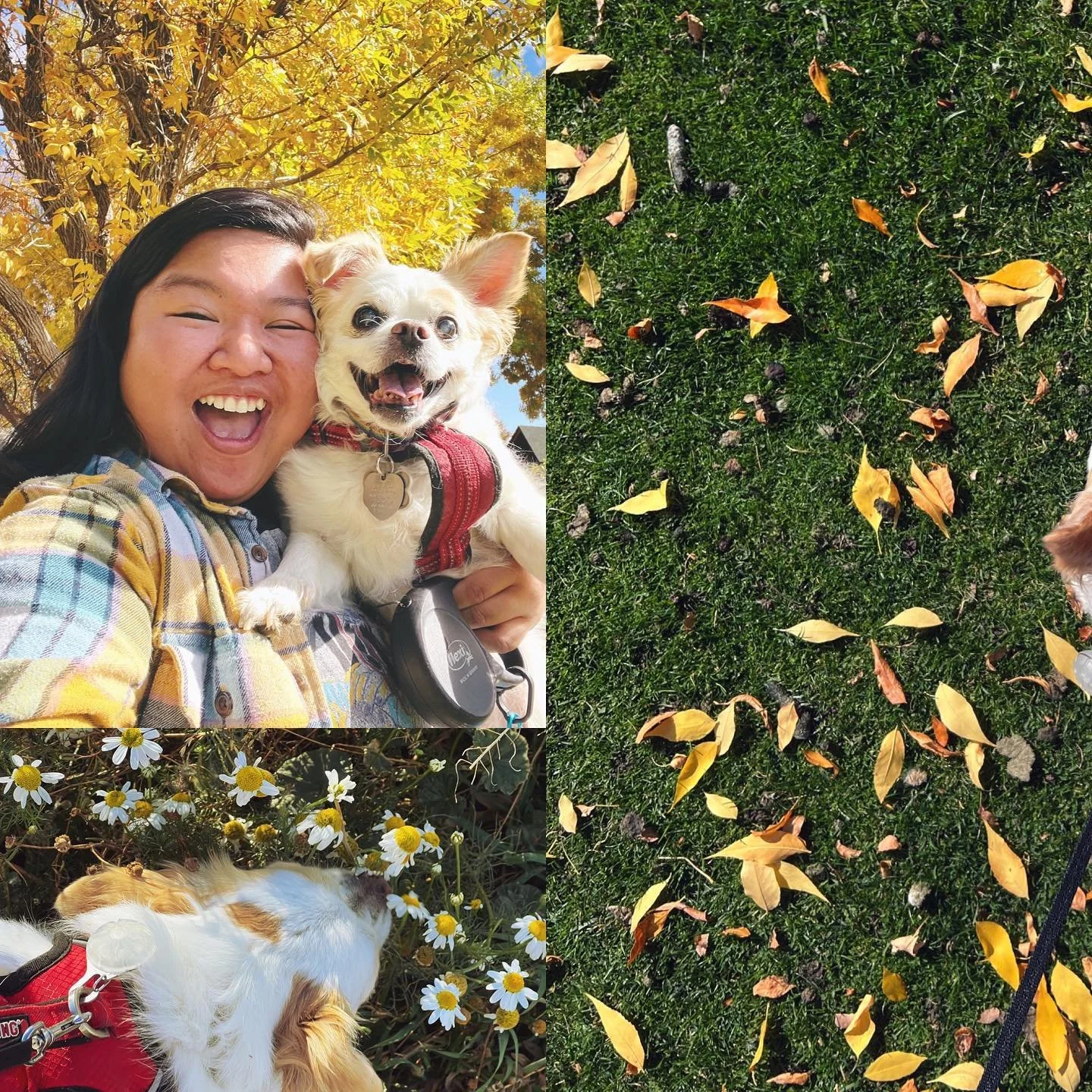 It was a good Sunday morning with my best girl. She got a lot of good sniffs in, from the flowers to the goose poop :)