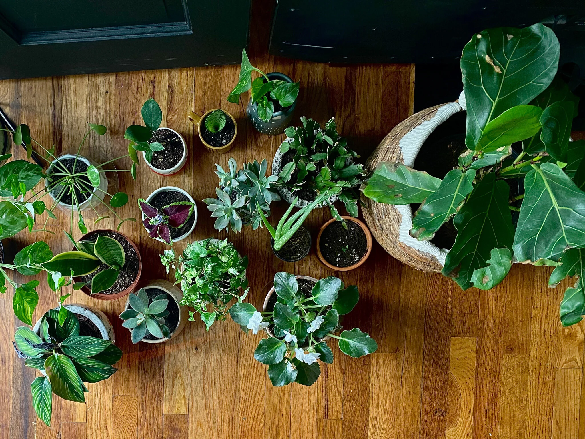 Five Houseplants That Will Thrive in Your Home