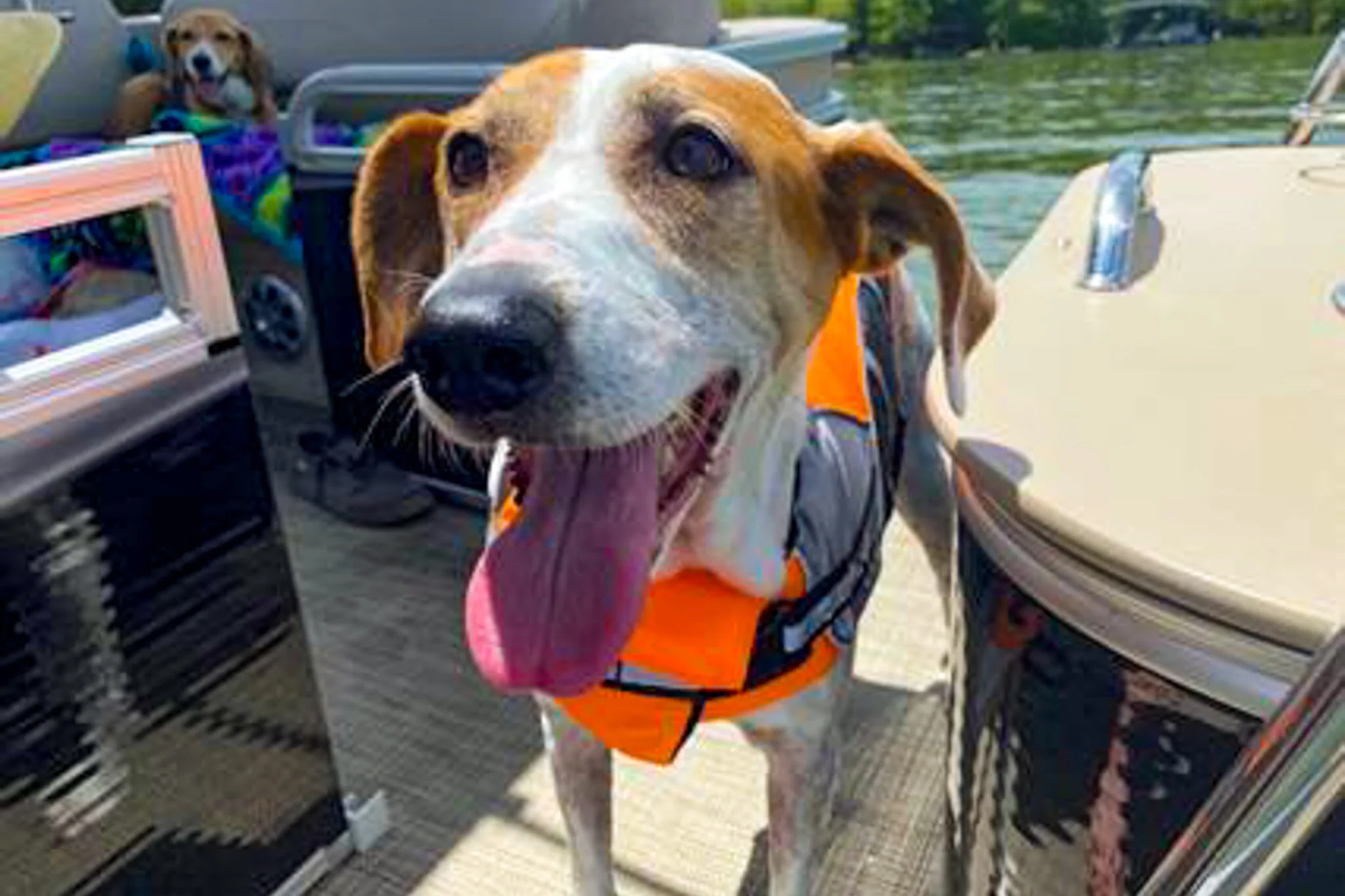 How to Enjoy the Outdoors with Your Pets