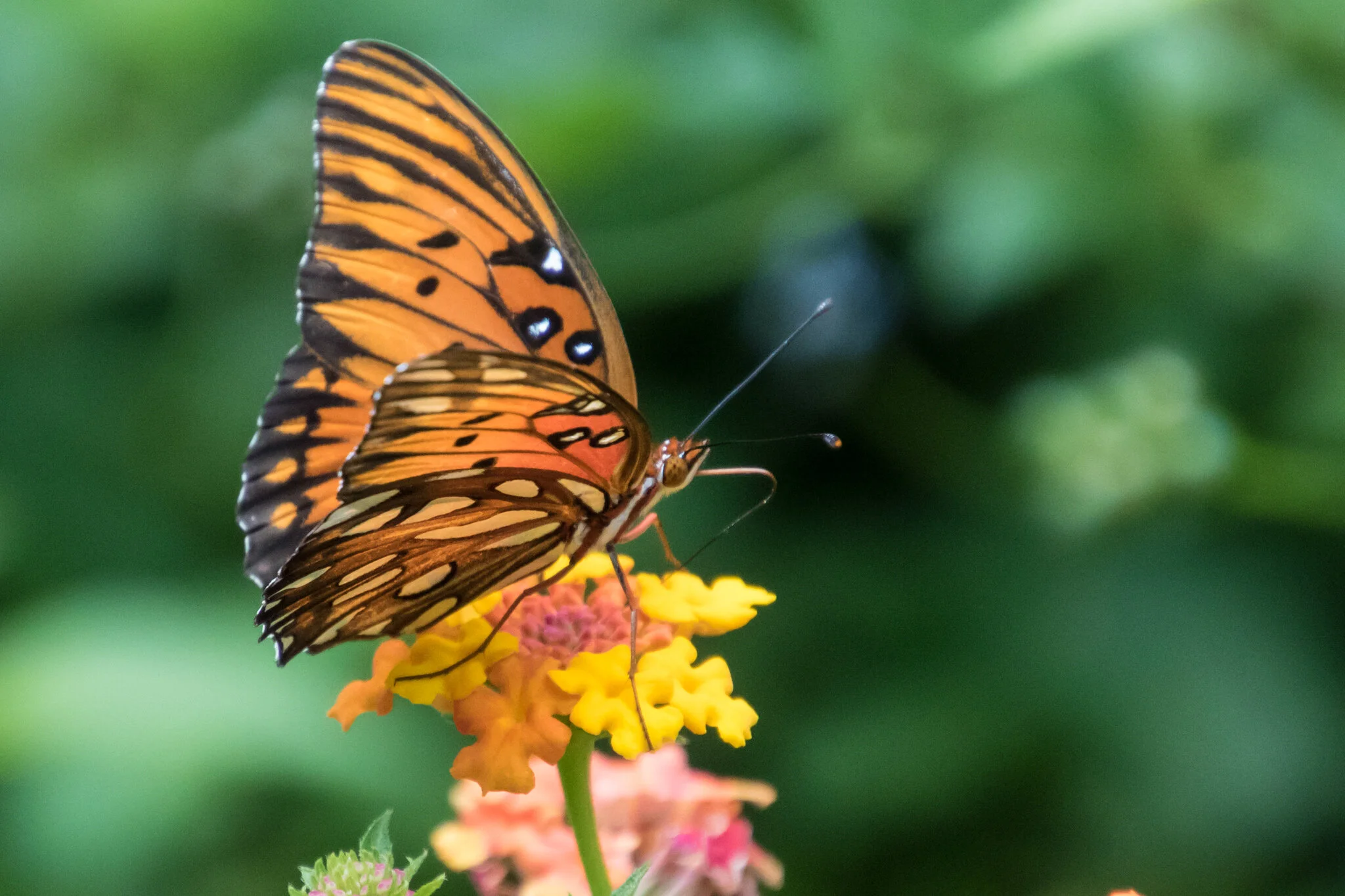 How to Transform Your Outdoor Space into Pollinator Paradise