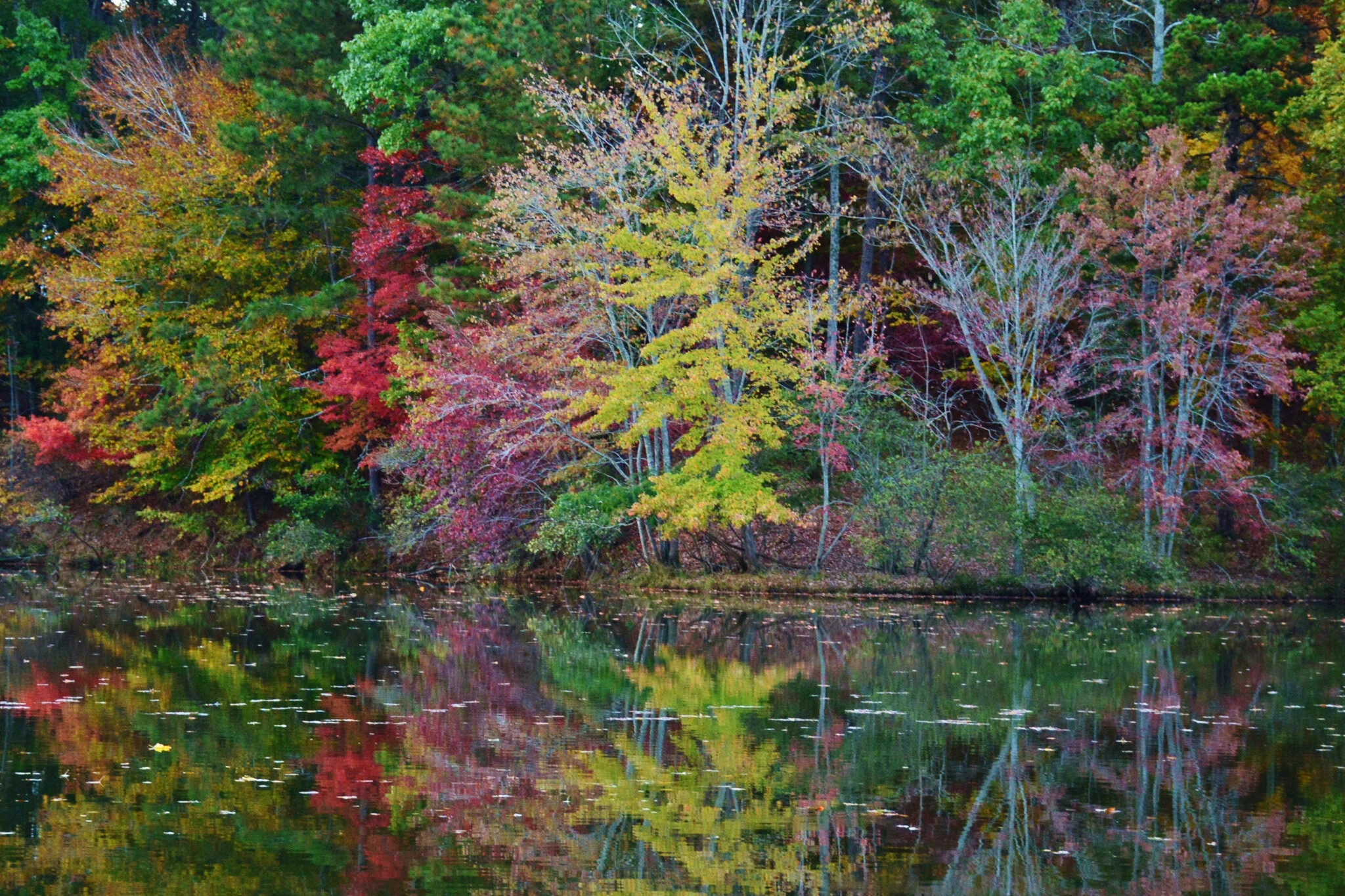 Top Ten Reasons to Plant More Trees