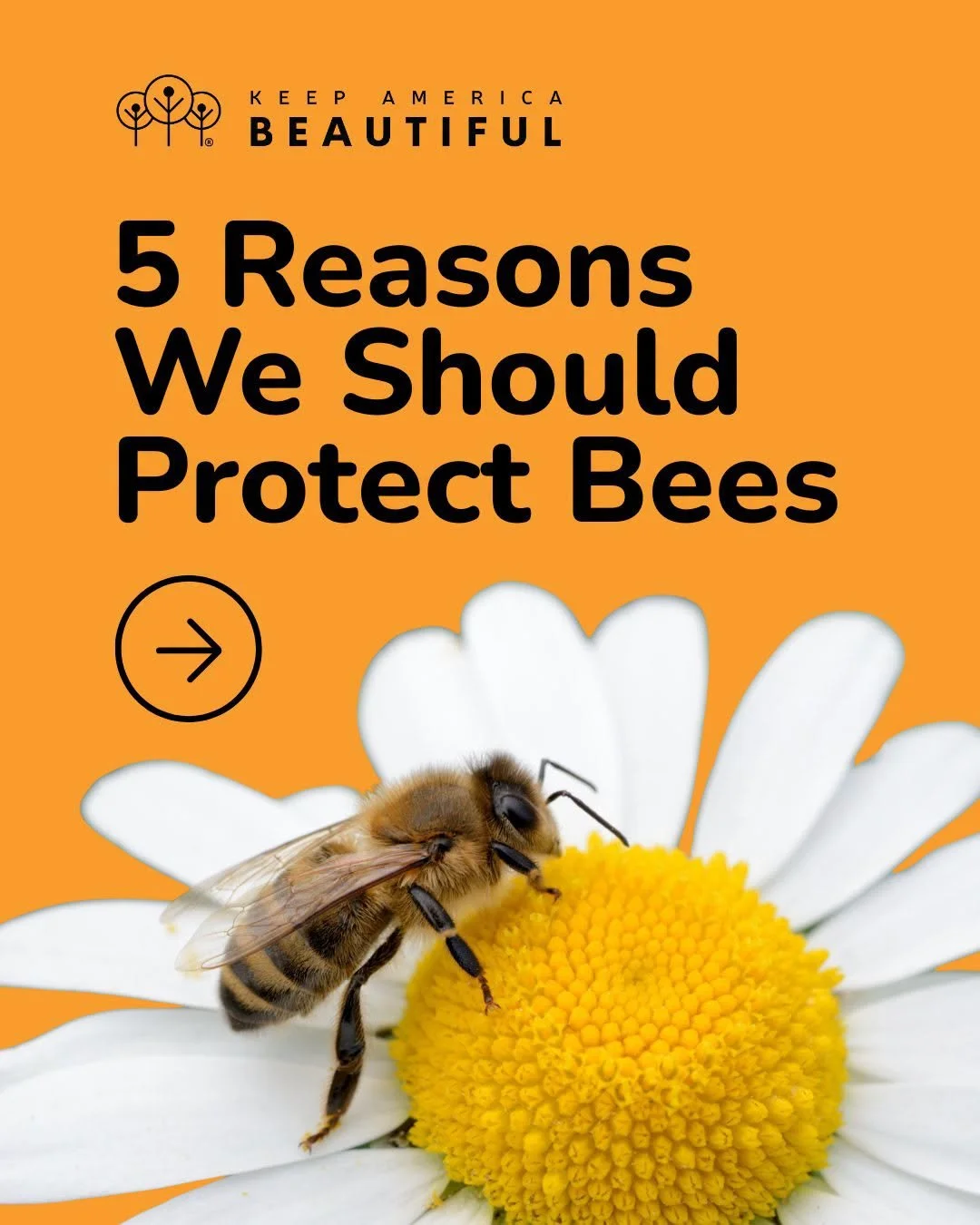 It&rsquo;s un-BEE-lievable how much bees do for our planet! 🐝

They help grow our food, support wildlife, strengthen ecosystems, and keep our world blooming. This World Bee Day, take small actions to make a big difference:

🌸 Plant native flowers
?