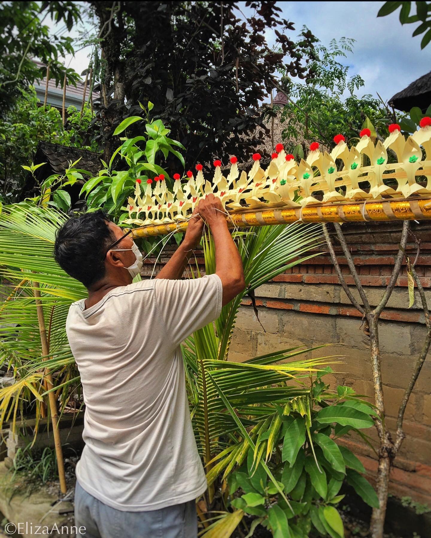 Happy Galungan. Biggest Holiday in Bali celebrated for 10 days. This local in Ubud is making his Penjor to put up on the street for the season. Nearly every household has one. They symbolize thinks to the Gods for everything they have been provided. 