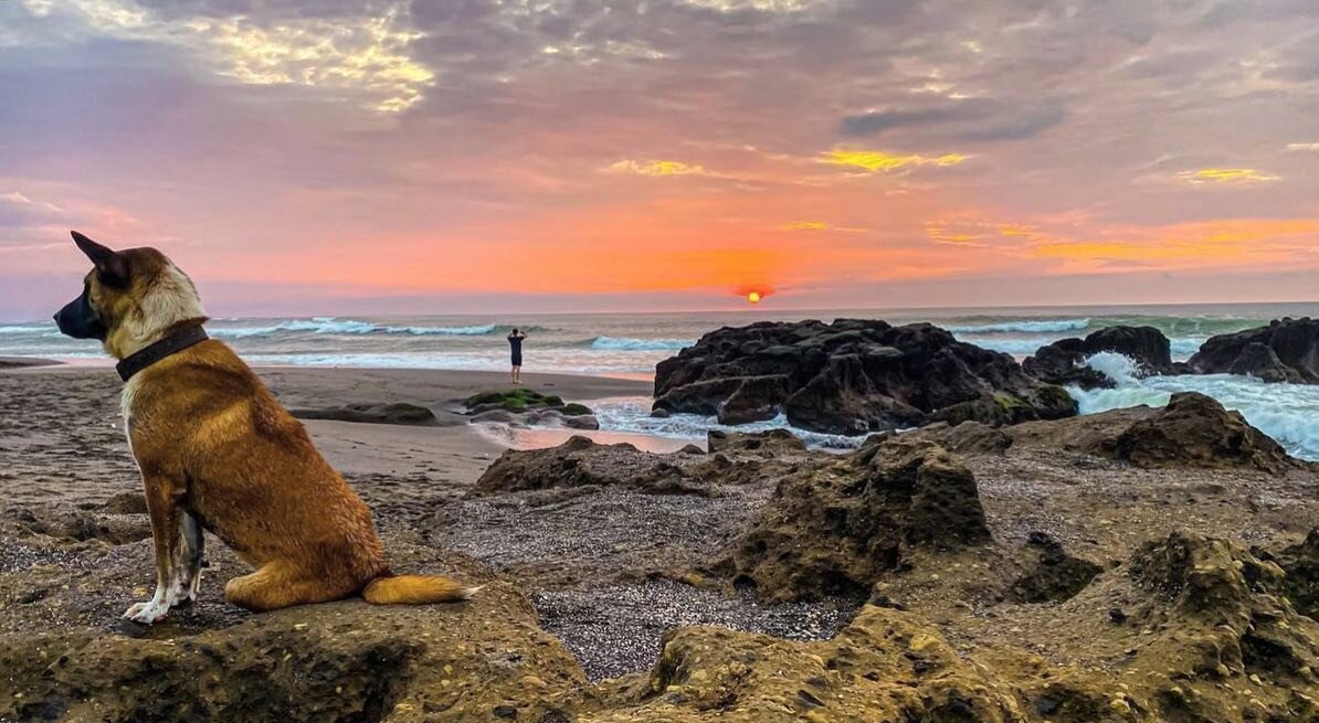 Joey enjoying Sunset 🌅 🐕❤️