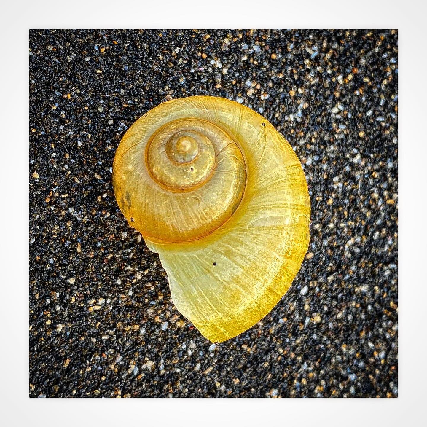 #seashell #beach #ocean #bali #indonesia #33trekking #livelaughlove #travel #adventure #backpacking #explore #photography #travelphotography #blog #nomadic #liveauthentic #worldtravel #artofvisuals #scenic #natgeo  #danajonchappelle #groundhogday #st