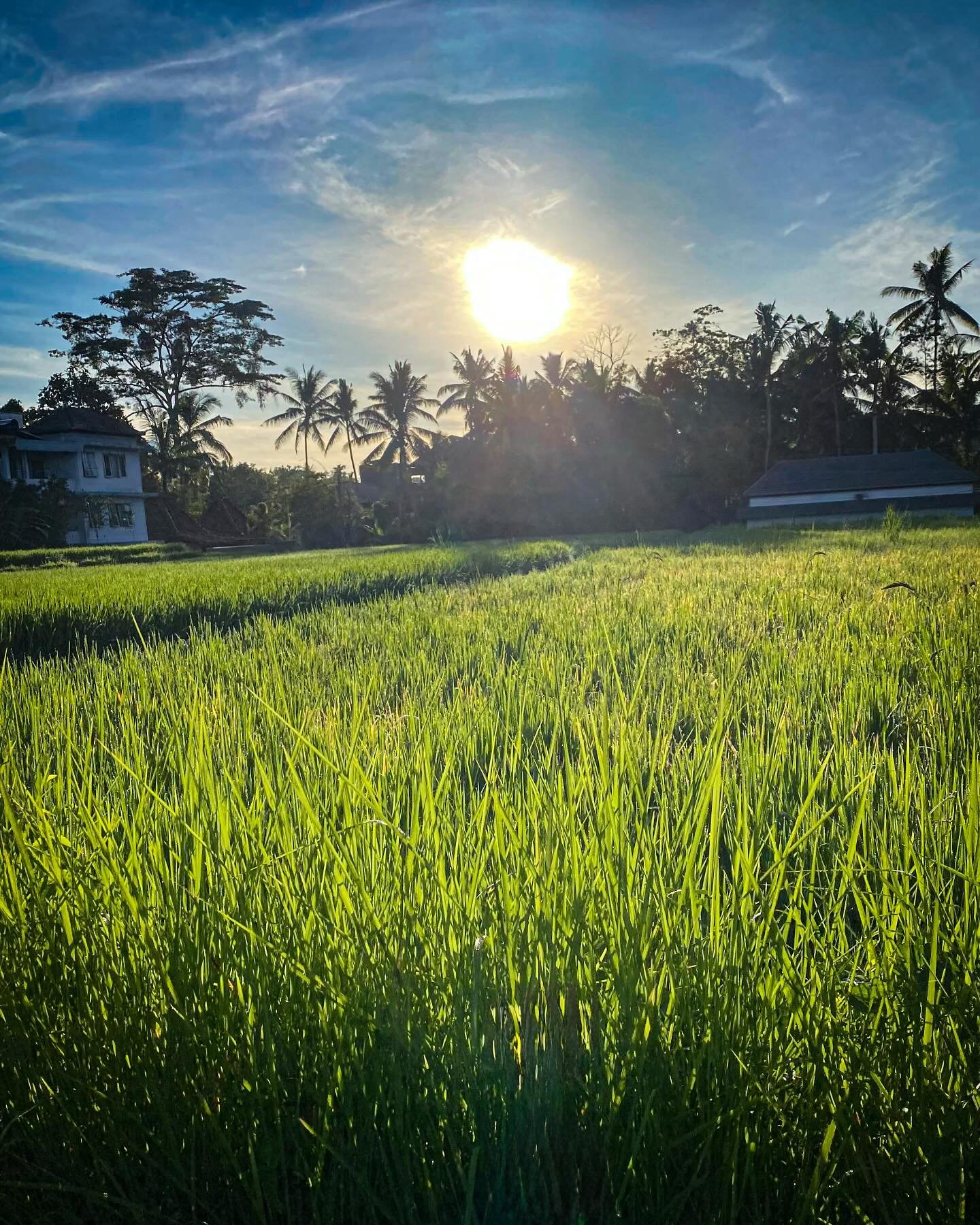 #bali #ubud #indonesia #33trekking #livelaughlove #travel #adventure #backpacking #explore #photography #travelphotography #blog #nomadic #liveauthentic #worldtravel #artofvisuals #scenic #natgeo  #danajonchappelle #shotoniphone #sunset