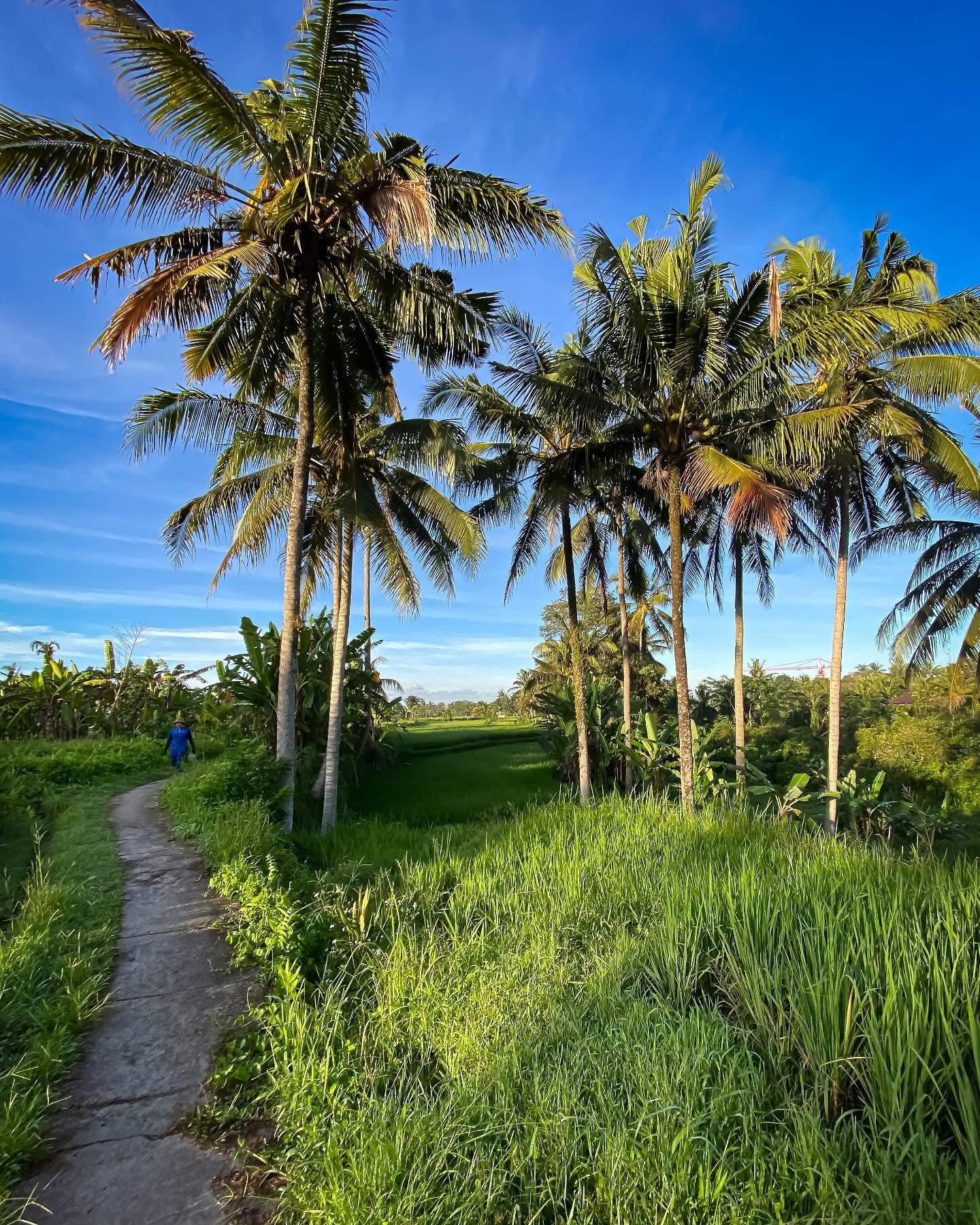 #bali #ubud #indonesia #33trekking #livelaughlove #travel #adventure #backpacking #explore #photography #travelphotography #blog #nomadic #liveauthentic #worldtravel #artofvisuals #scenic #natgeo  #danajonchappelle #shotoniphone #ricefields