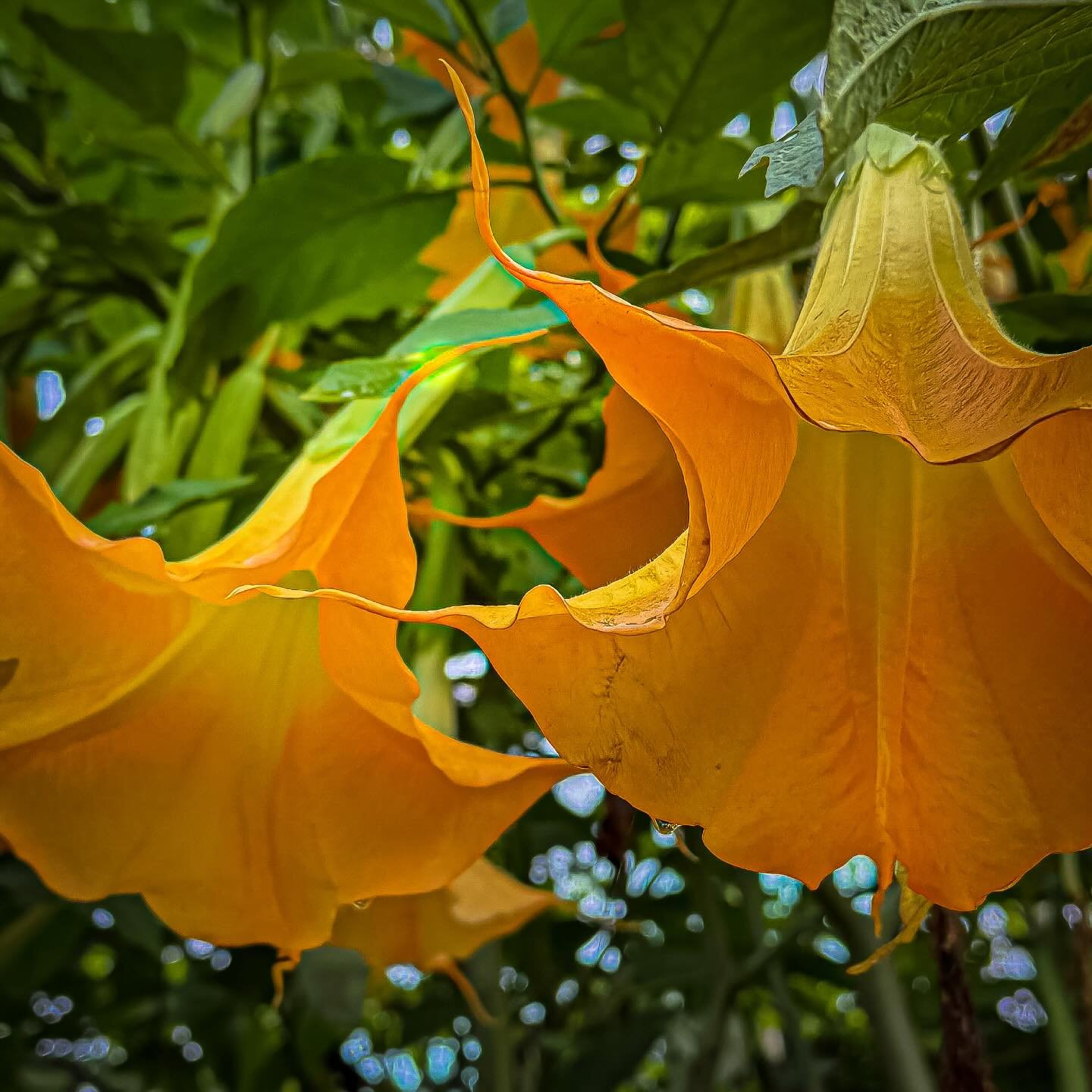 #nepal #kathmand&uacute; #himalaya #boudhanathstupa #33trekking #livelaughlove #travel #adventure #backpacking #explore #photography #travelphotography #blog #nomadic #liveauthentic #worldtravel #artofvisuals #scenic #natgeo  #danajonchappelle #shoto