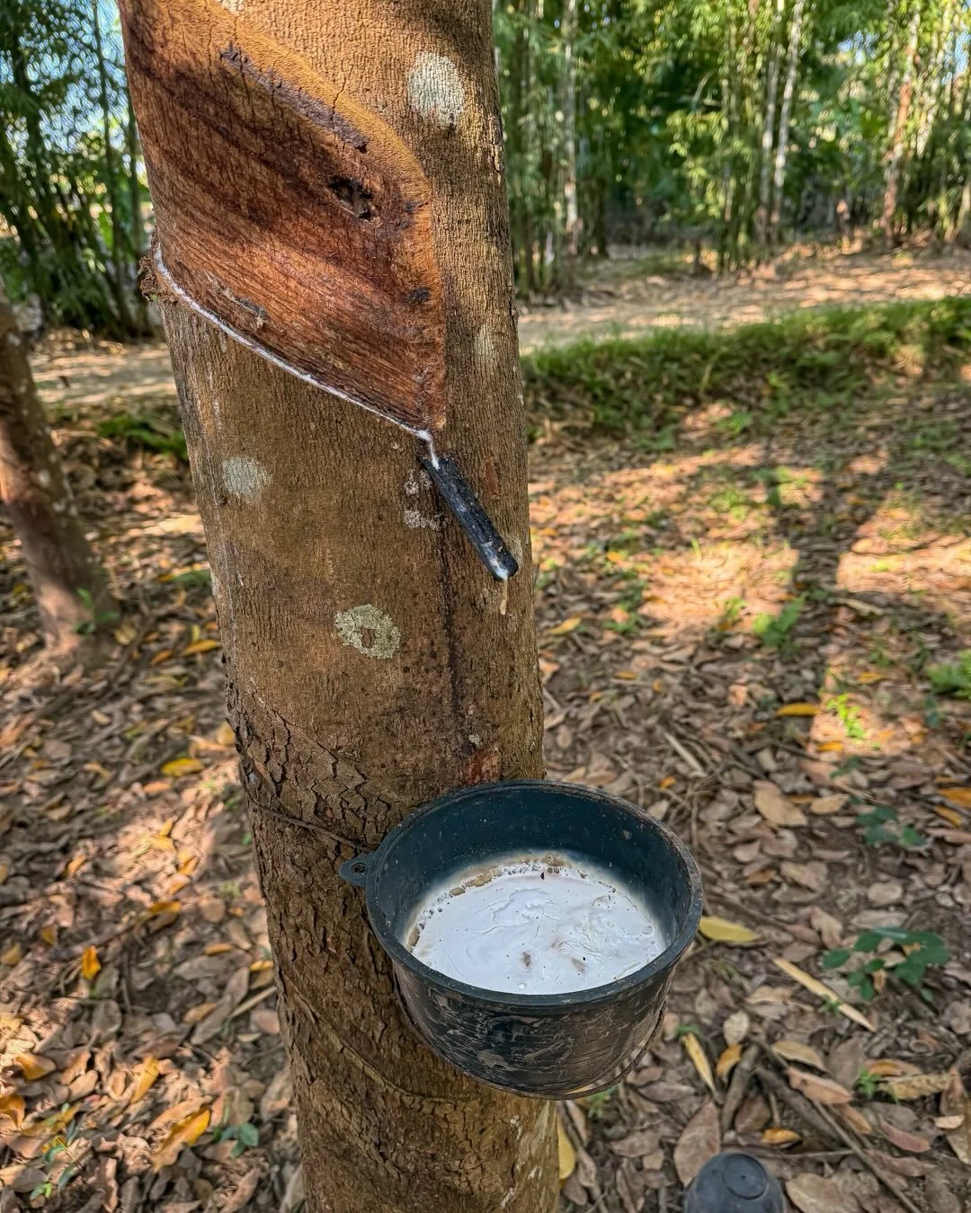 #rubbertrees #thailand #roadtrippin
