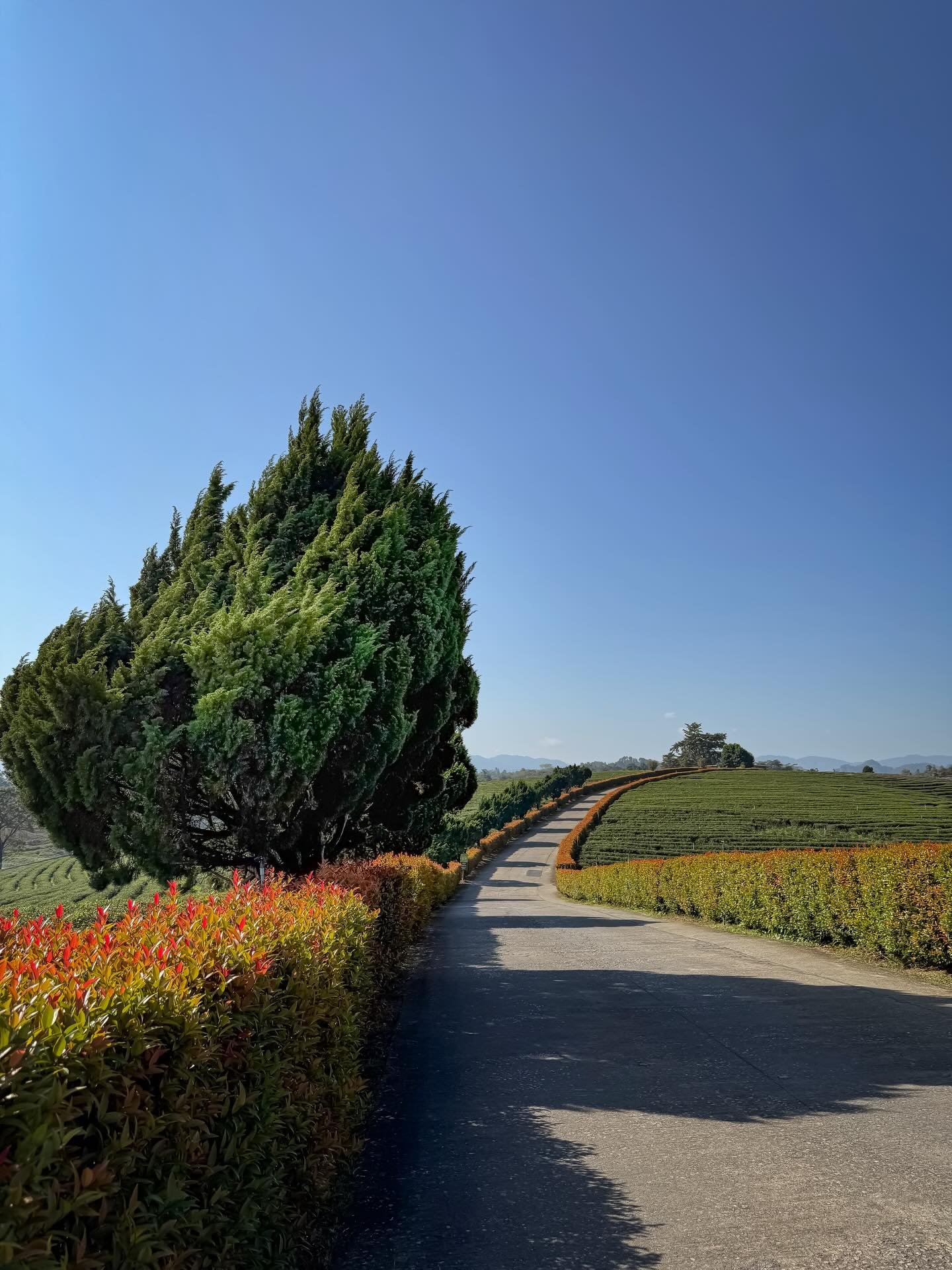 #thailand #tea #roadtrip