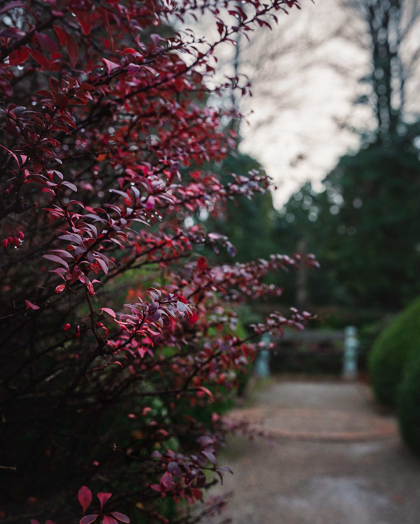 Still wintry here with only days to go until spring but little pops of colour and sunshine are appearing here and there. That said there&rsquo;s beauty in winter gardens if you look for it.
.
Also look at me breaking free of the crop frame!!🤣
.
.
.
