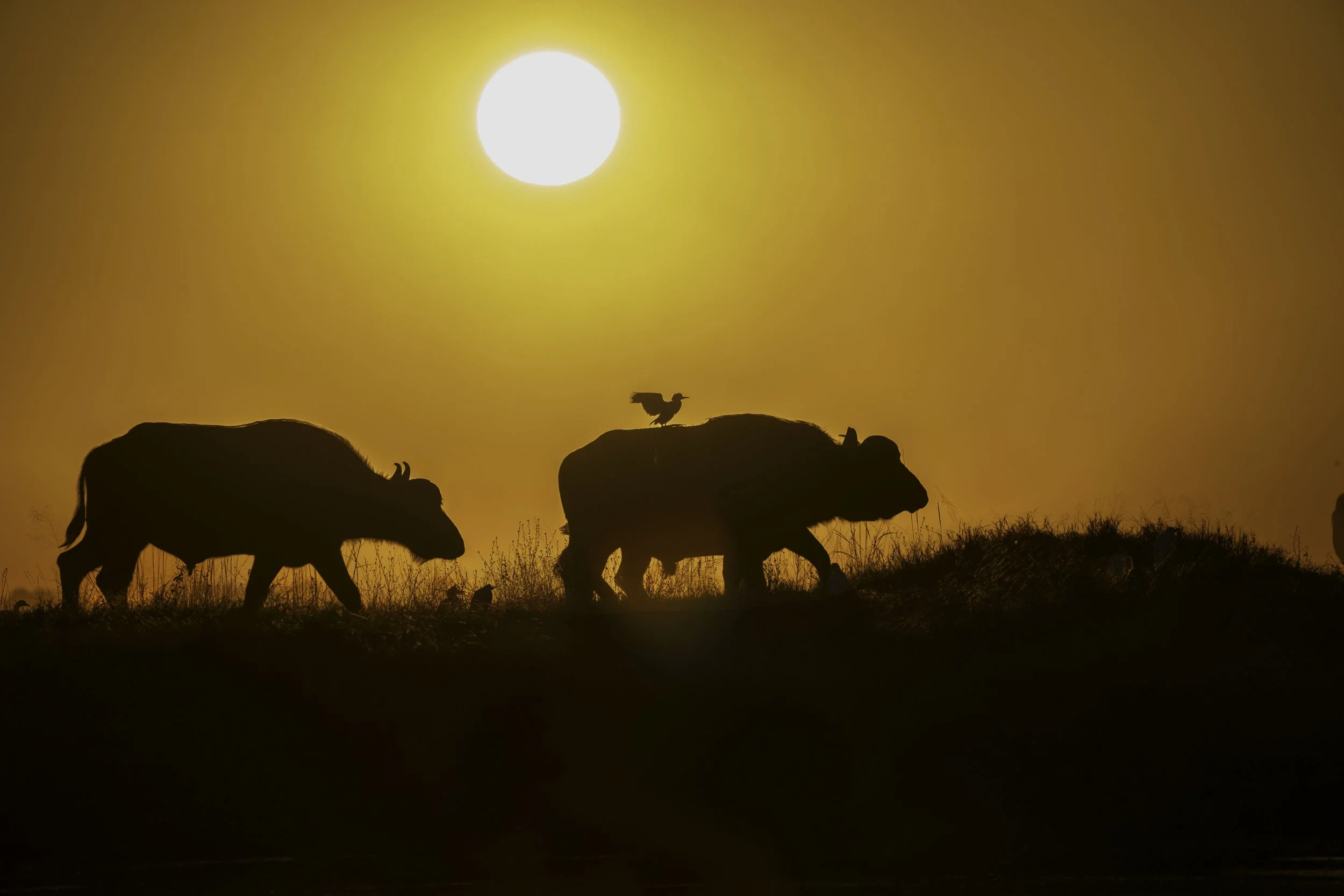 Southern Africa Chronicles: The Chobe River, Victoria Falls, and the Soul of the Wild