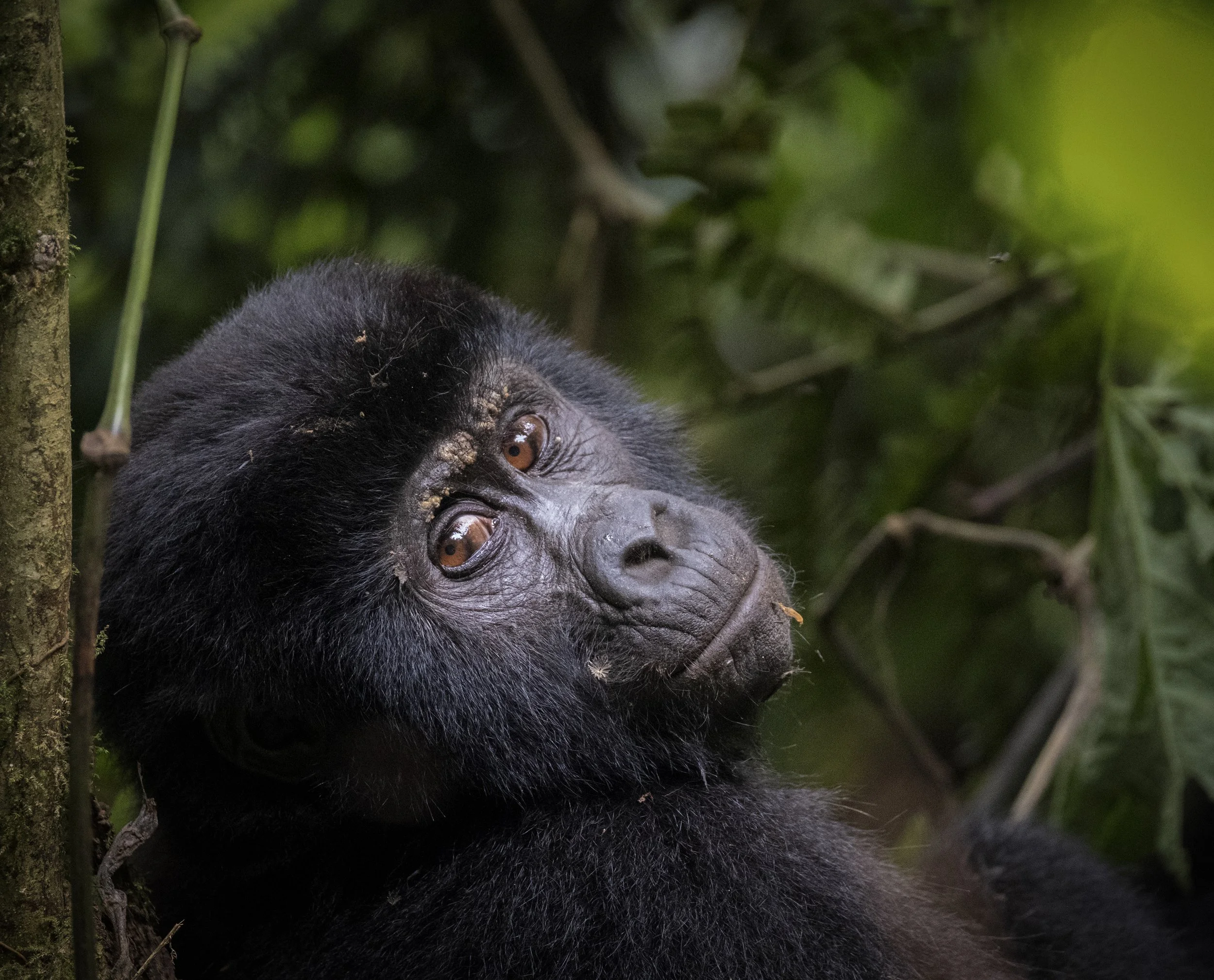 gorilla3 resized.jpg