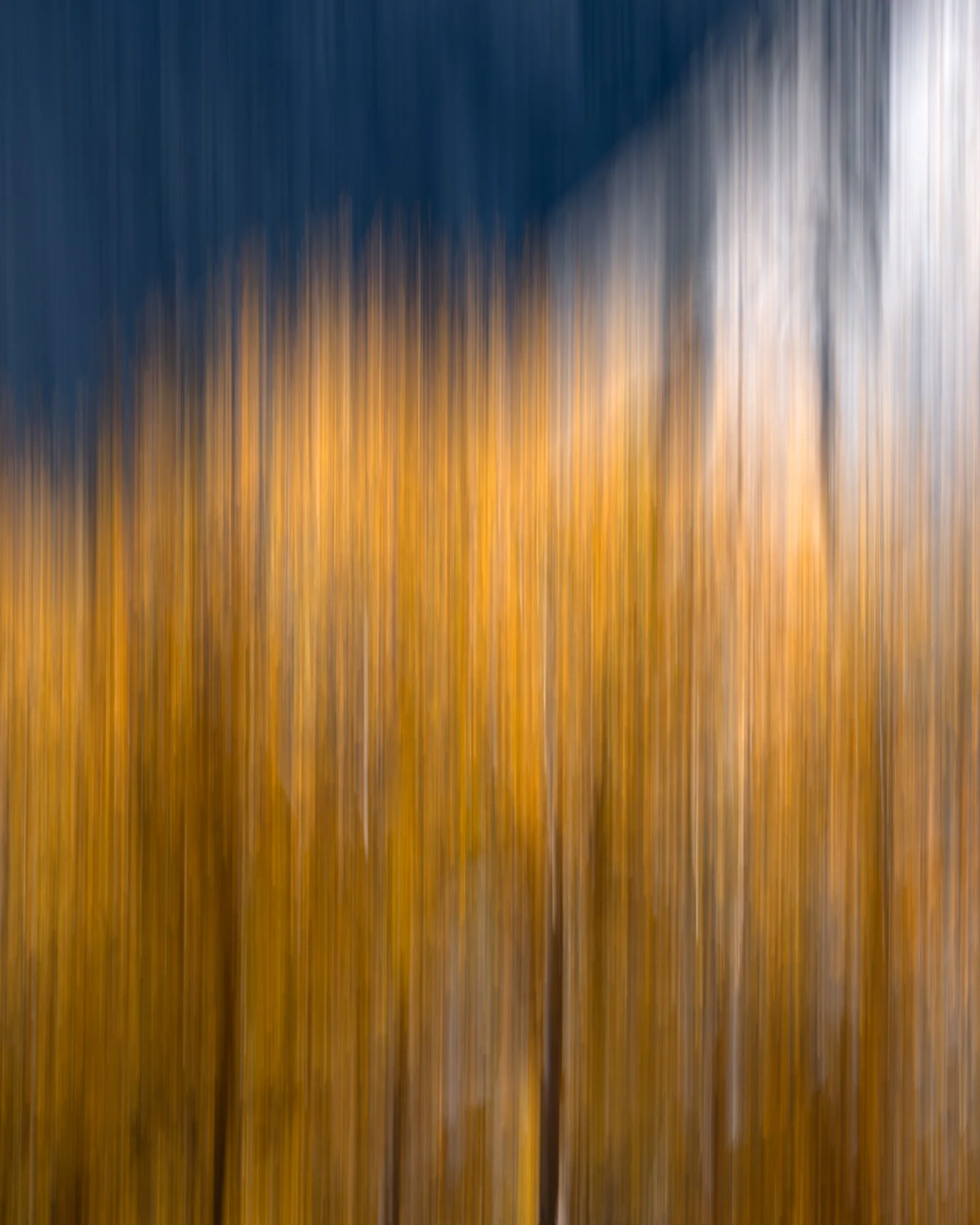 Blurred image of tall trees with yellow leaves against a blue sky.