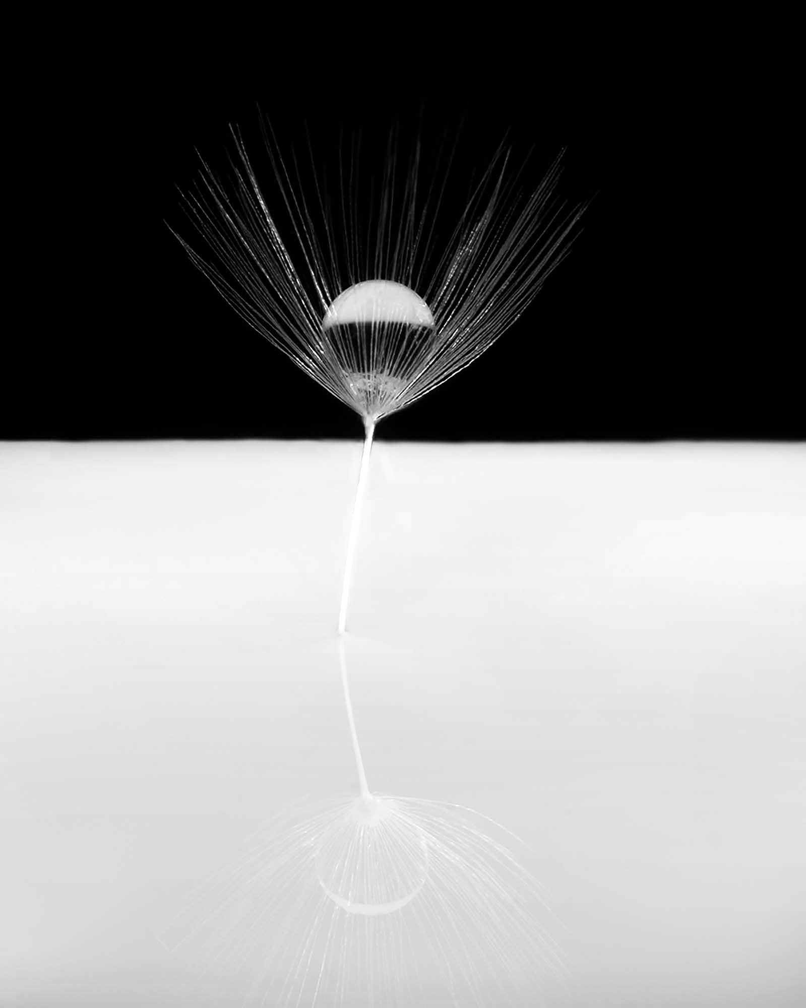 A close-up black-and-white photograph of a dandelion seed with a water droplet on its seed head, reflected on a shiny surface.