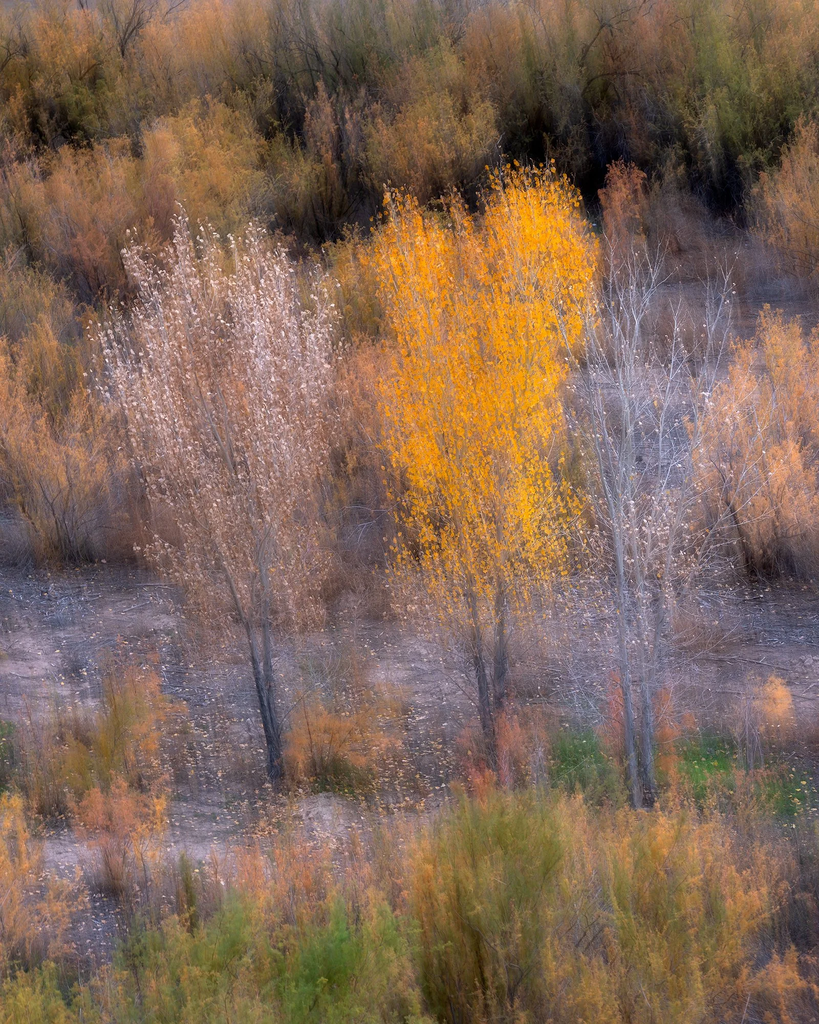 Colorful fall trees in an open landscape, with orange, yellow, and brown leaves, and some trees with bare branches