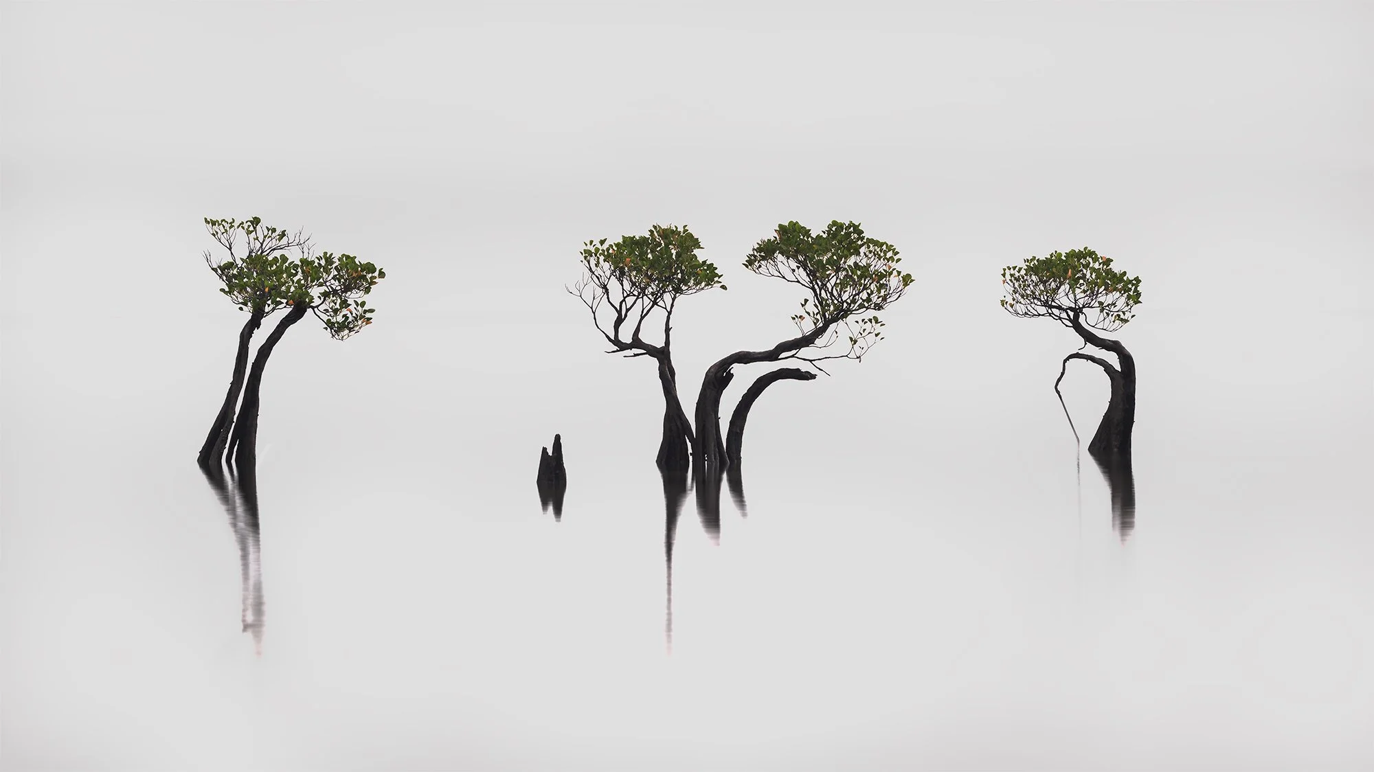 The Dancing Trees of Sumba