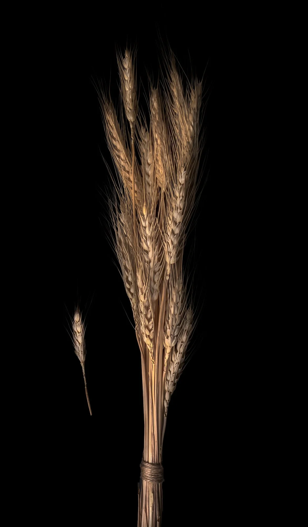 A bundle of wheat stalks tied together against a black background.