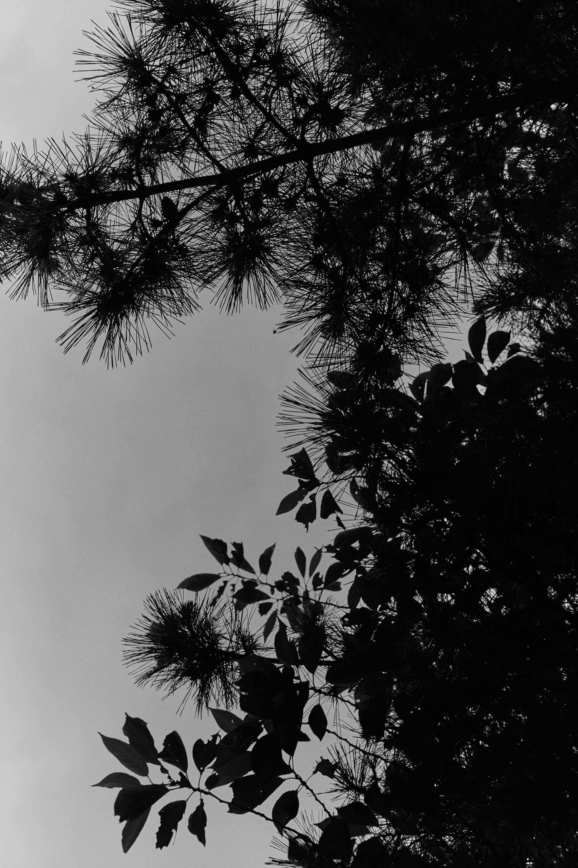 CED_9920 2.jpg