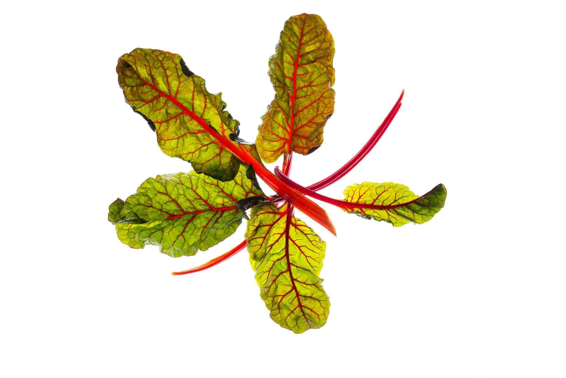 Fresh South African vegetables for export worldwide