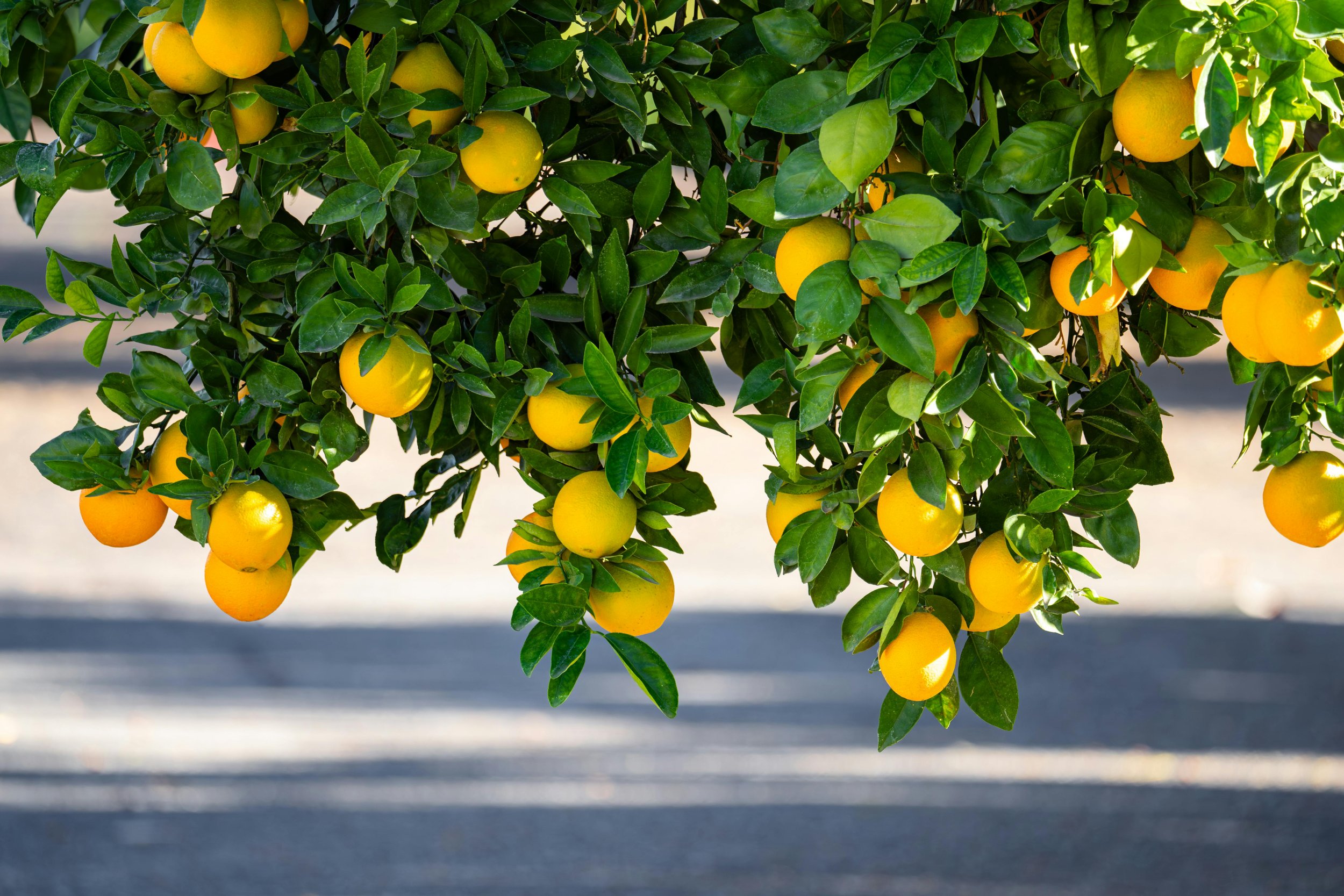 South African Citrus Export Season — A Buyer's Guide | Riyp