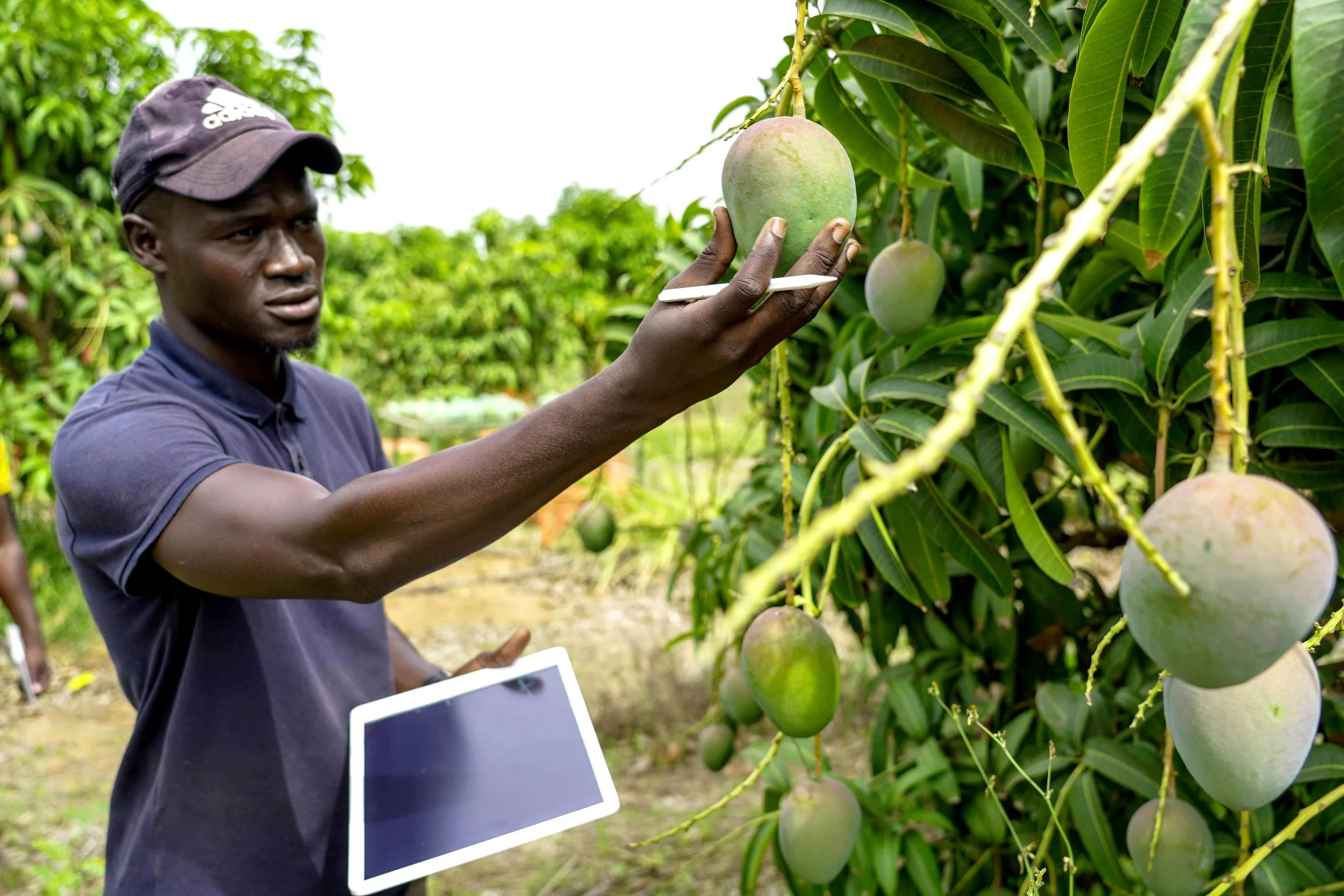 How to Find a Reliable Fresh Produce Supplier in South Africa | Riyp