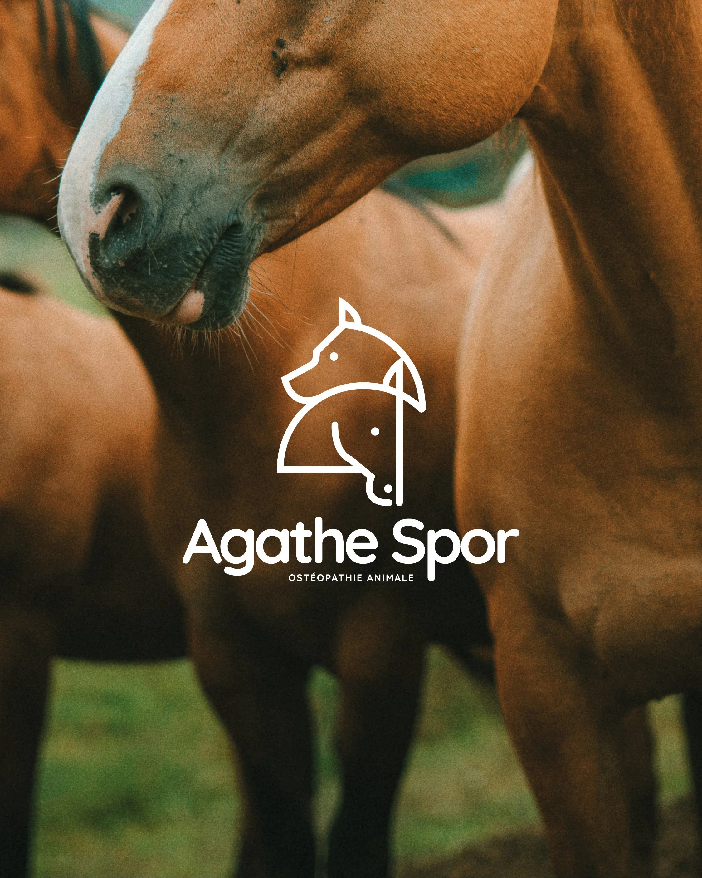 • Ostéopathe Animalier