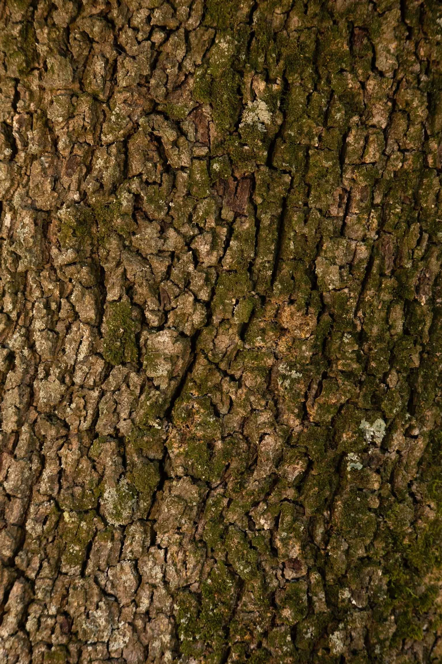 AmongstTuscanTrees26-7263.jpg