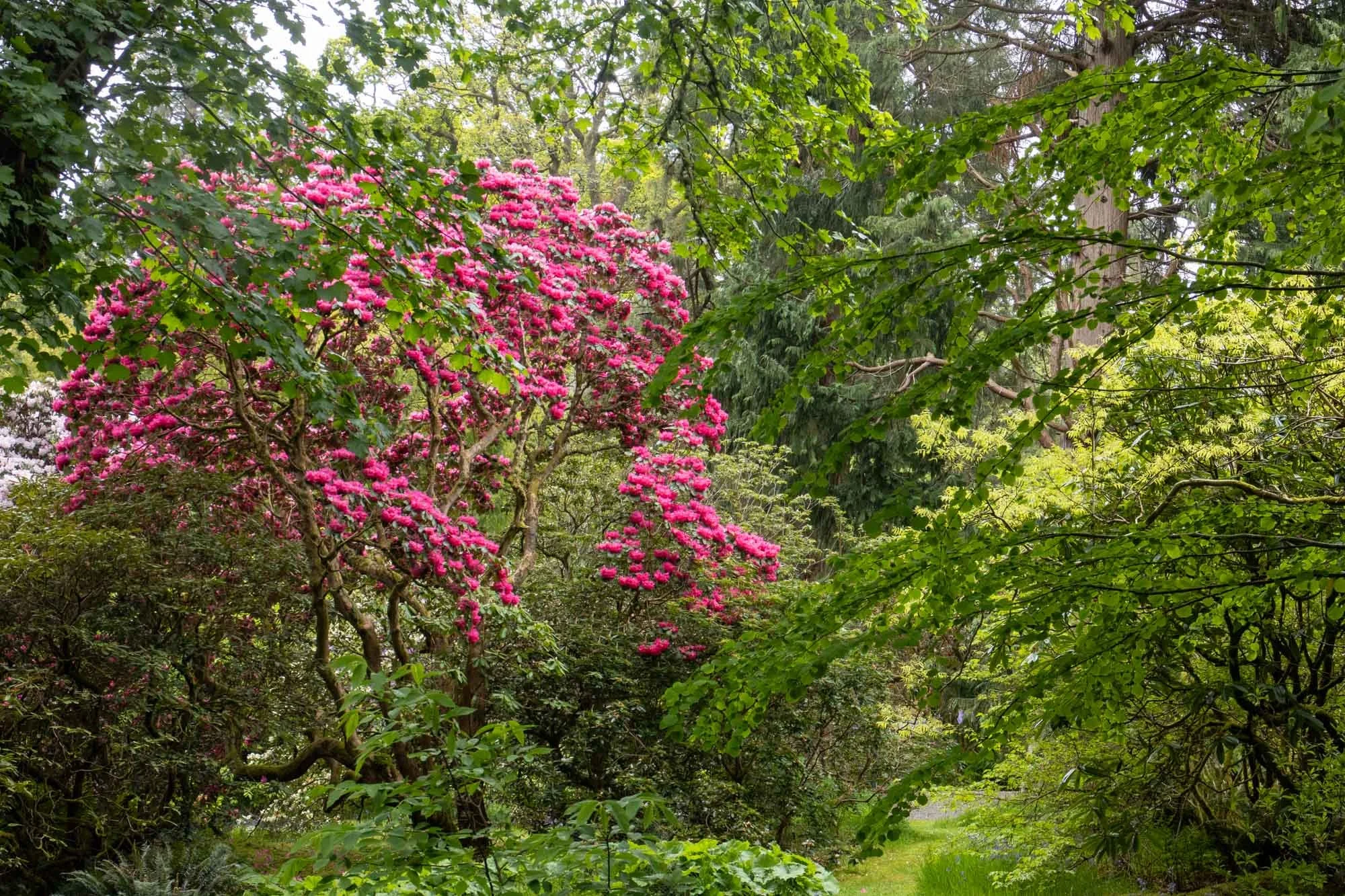 DAWYCK-5080.jpg