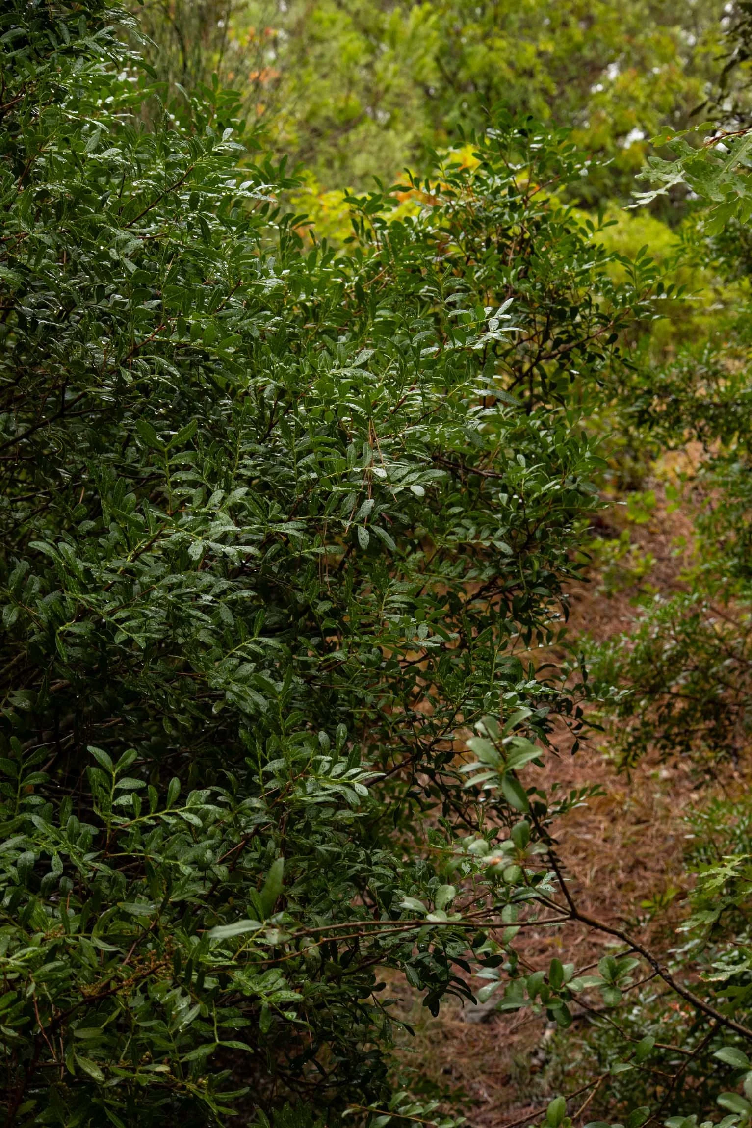 AmongstTuscanTrees26-7061.jpg