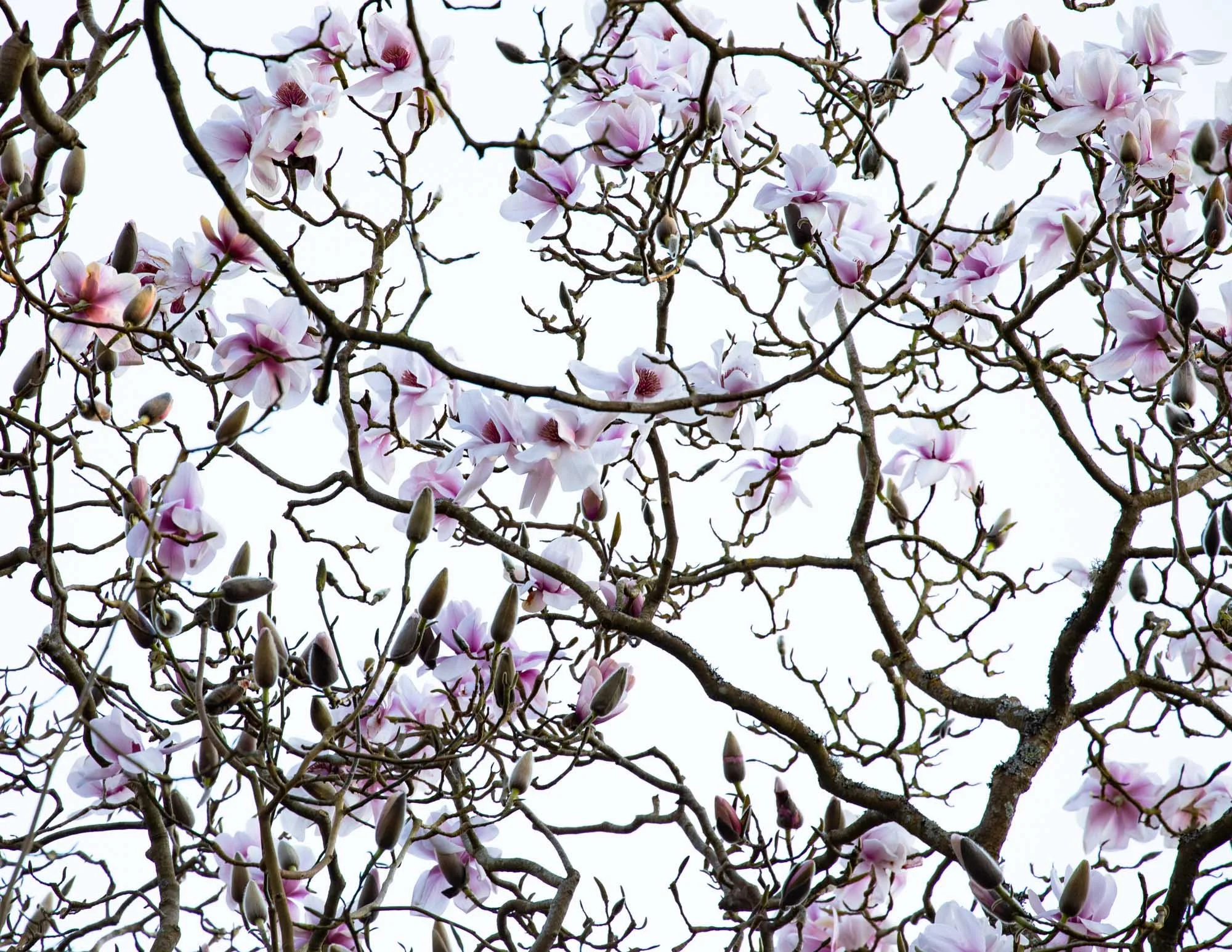 Magnolia 'Hope Findlay' II