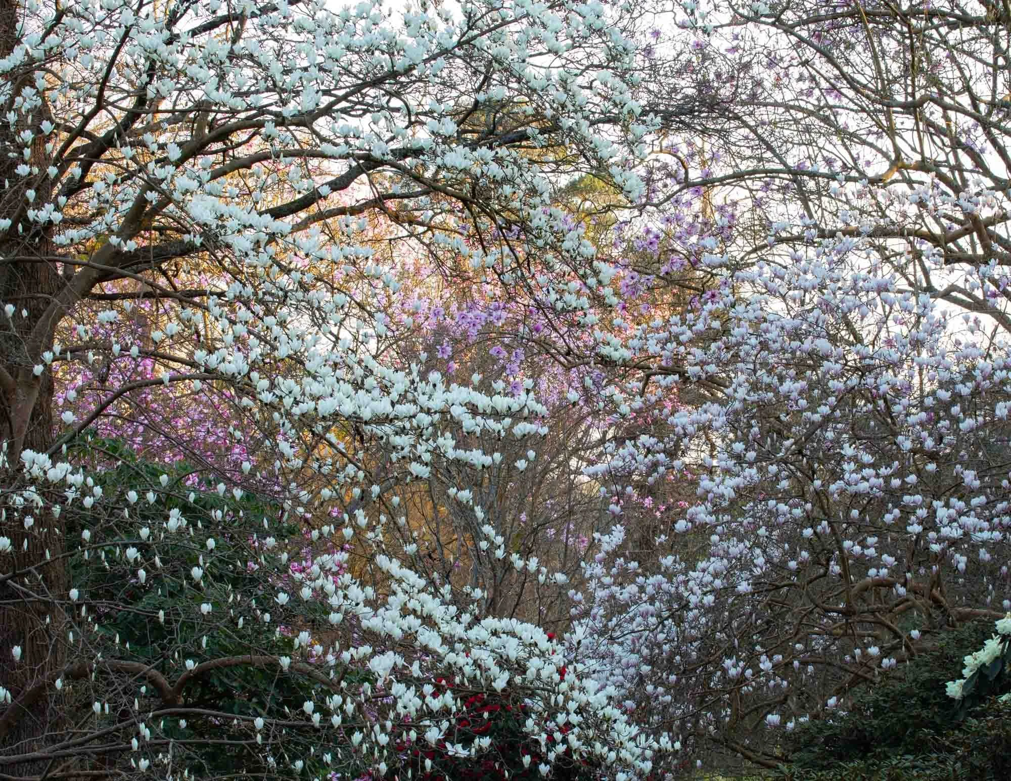 Magnolia 'Stage' V