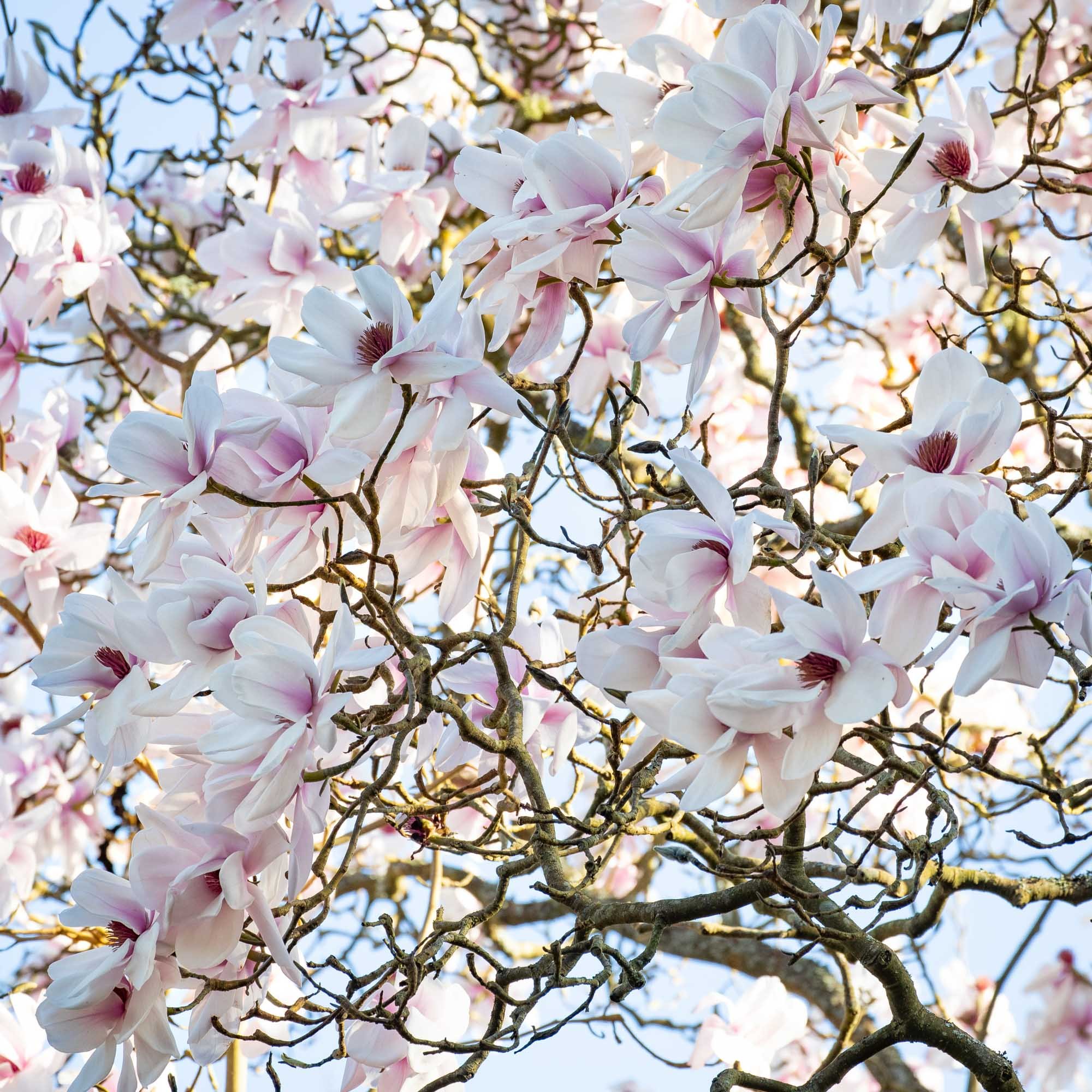 Magnolia 'Hope Findlay' III