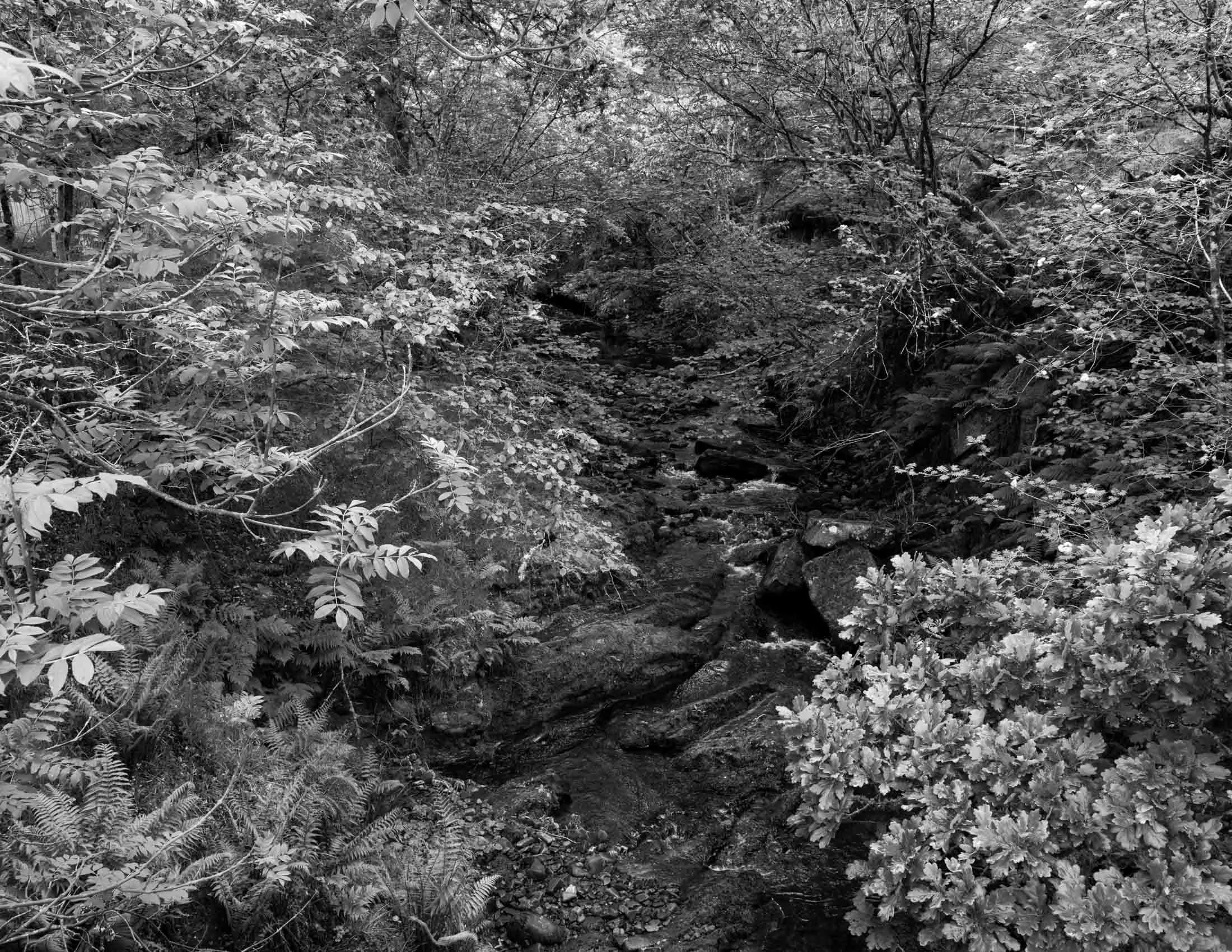 Burn Descending from the Hill I