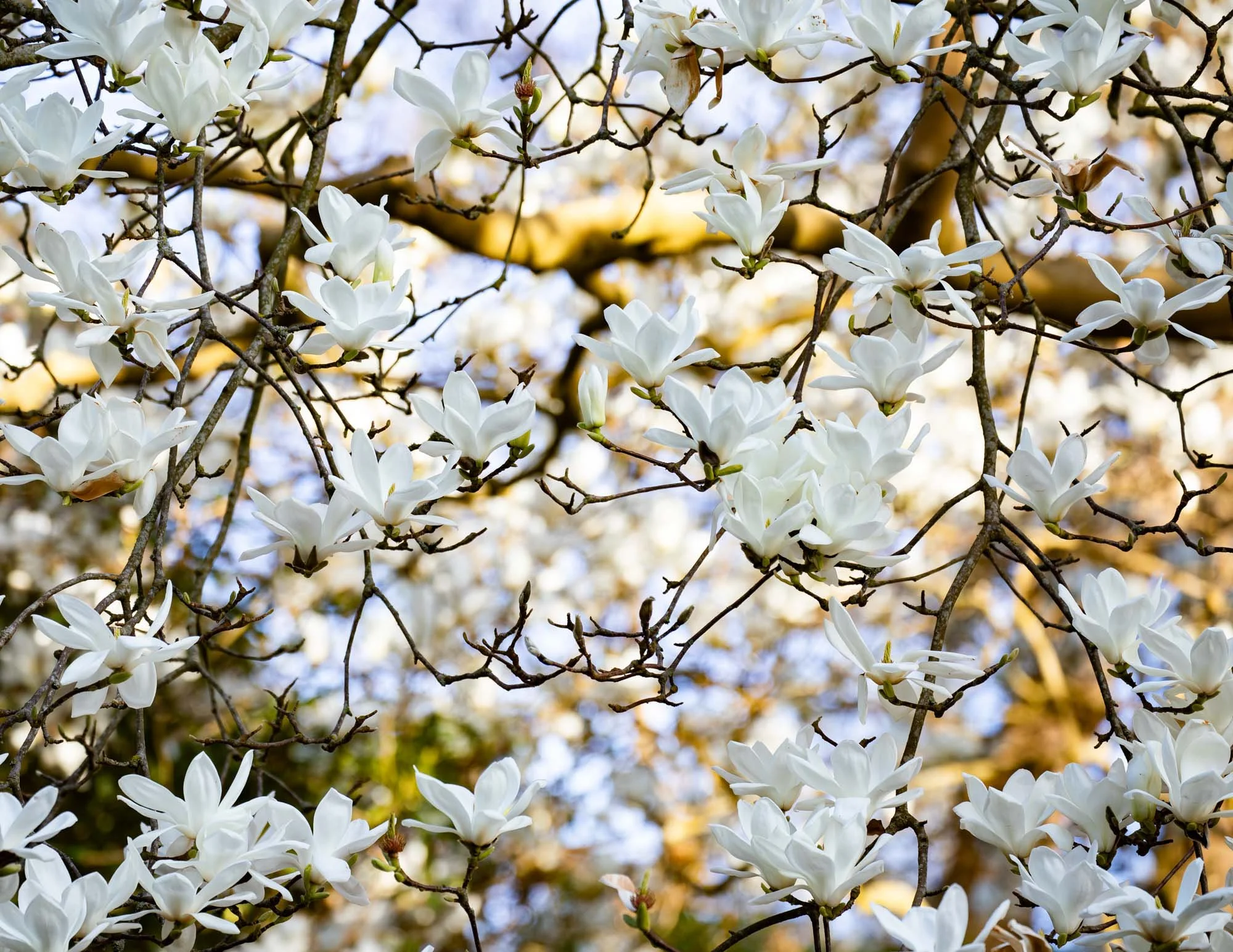 Magnolia 'Denudata' I