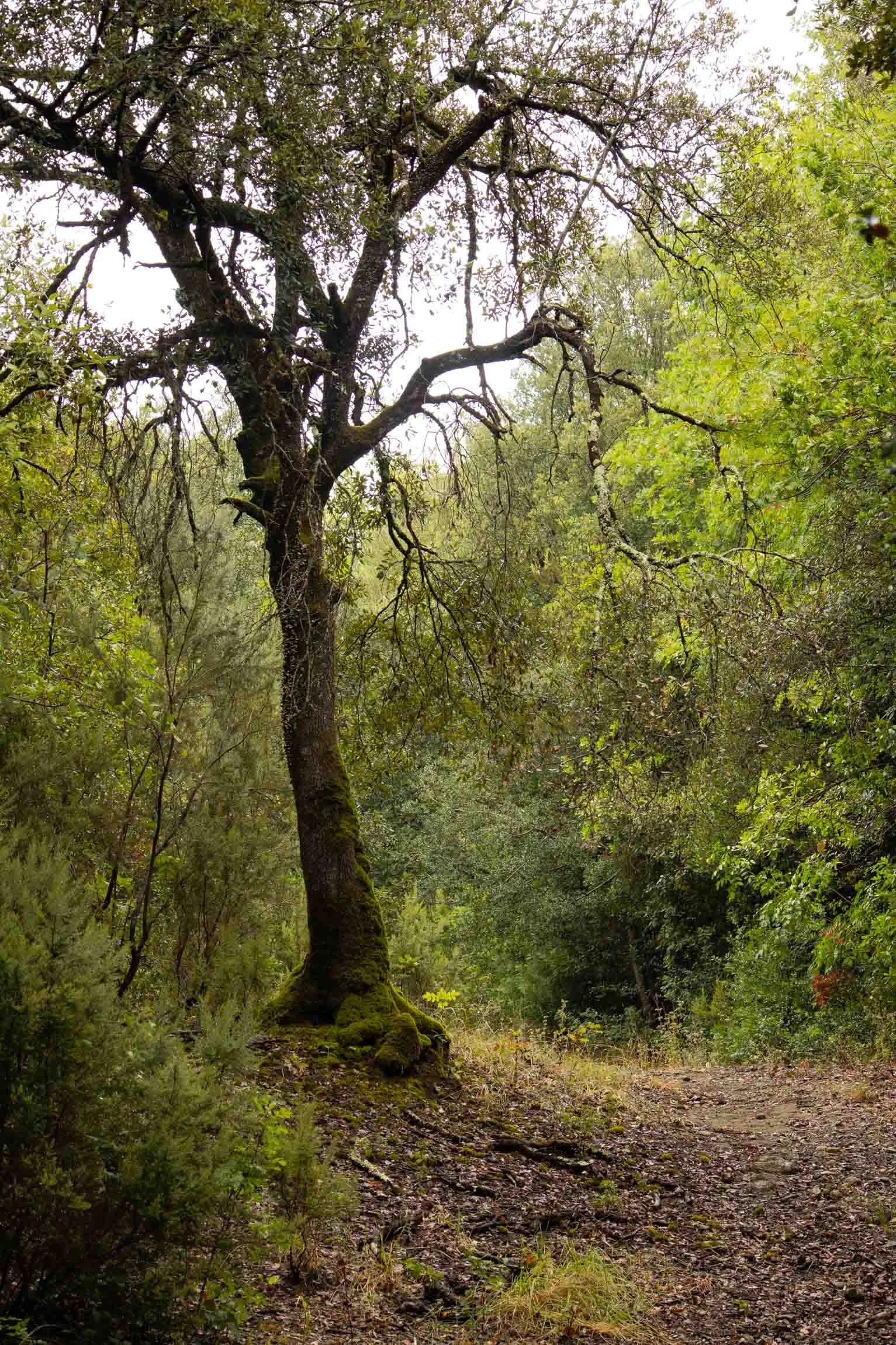 AmongstTuscanTrees26-7051.jpg