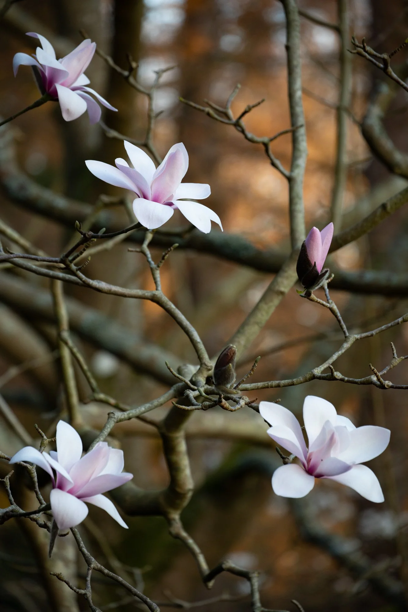 Magnolia 'Sprengeri Diva Seedling' V