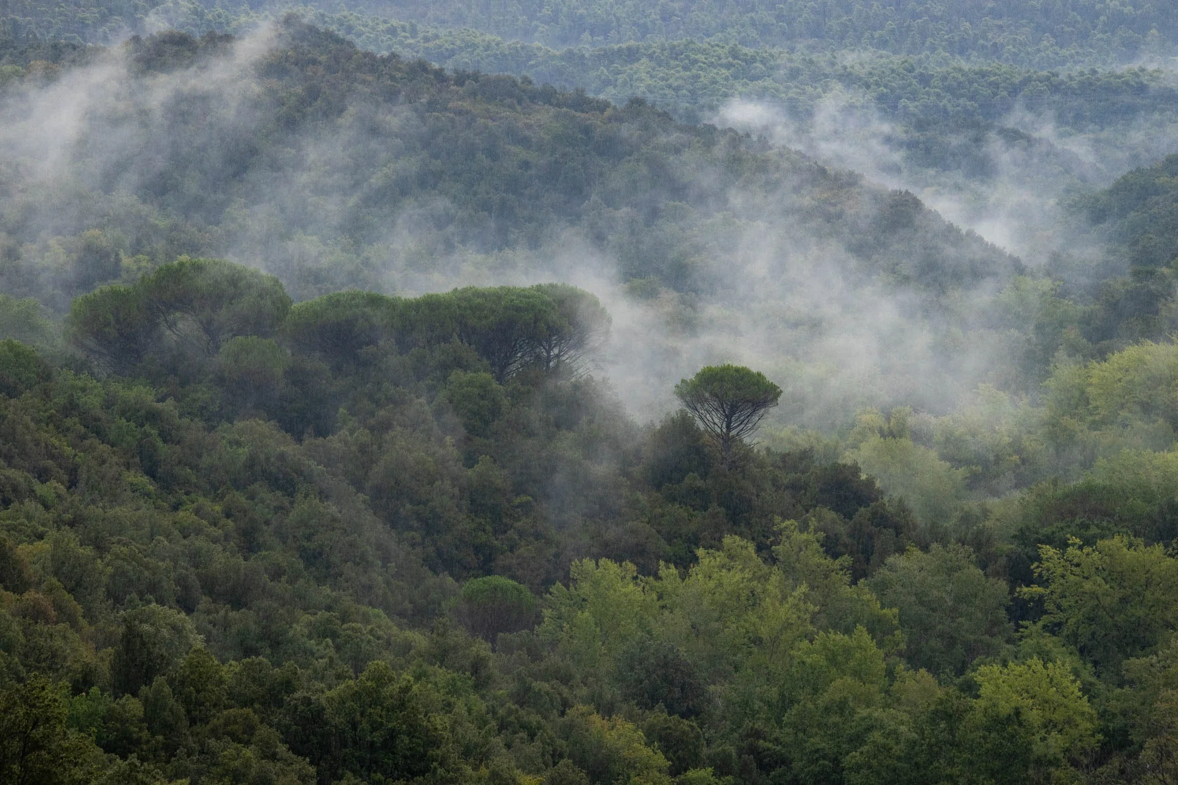 AmongstTuscanTrees26-7034.jpg