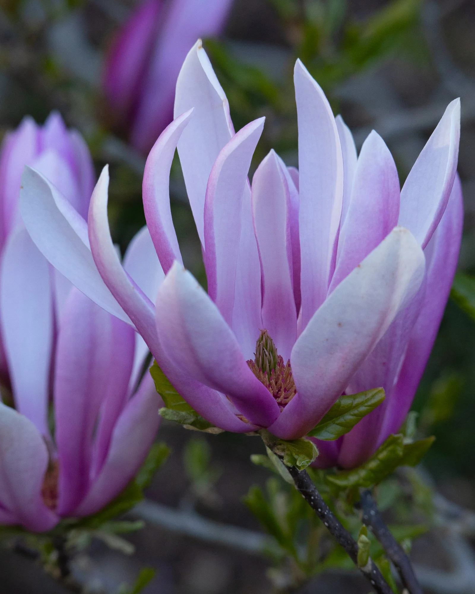 Magnolia 'Judith' II