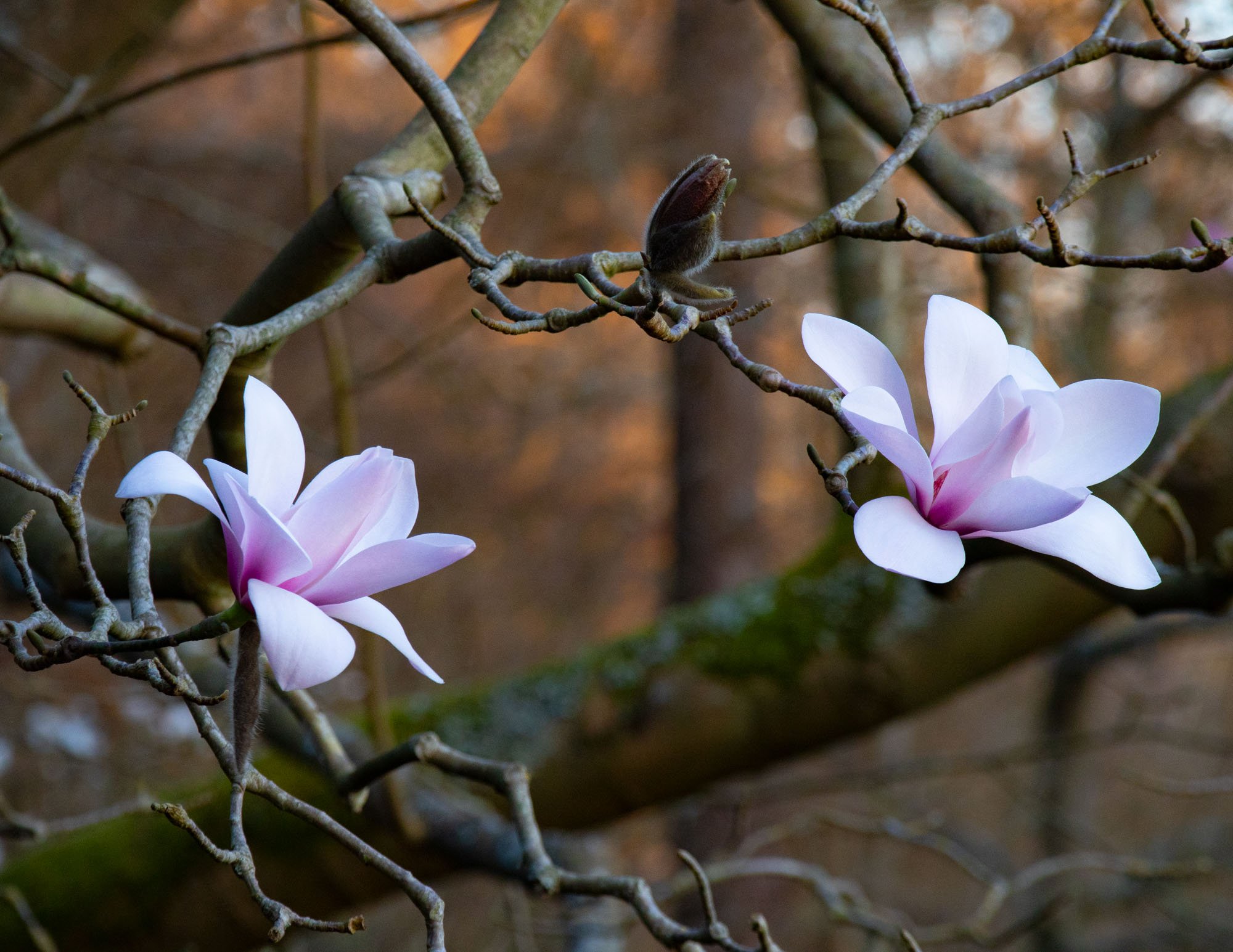 Magnolia 'Sprengeri Diva Seedling' IV