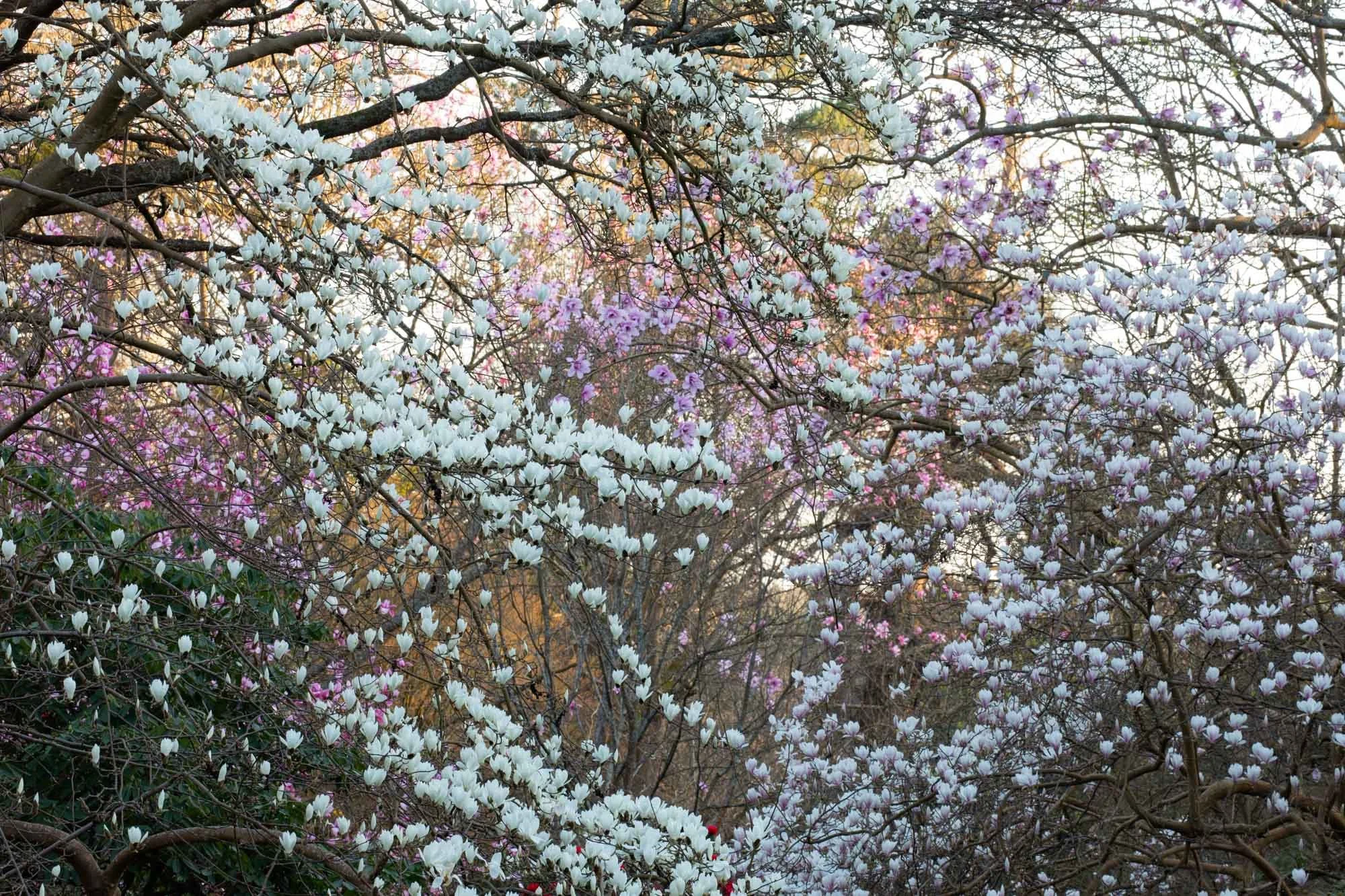 Magnolia 'Stage' IX