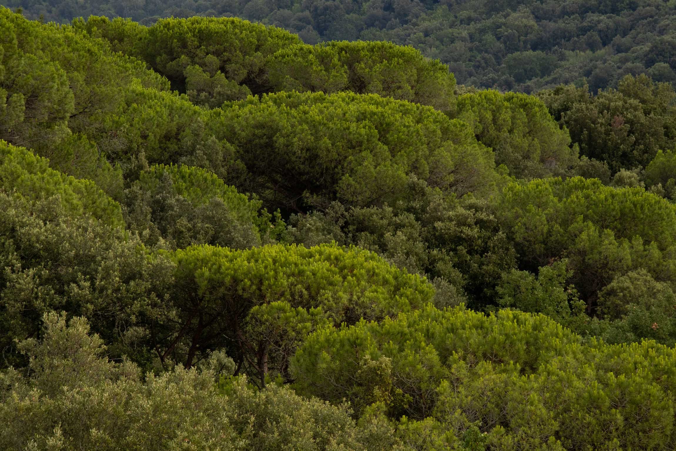 AmongstTuscanTrees26-7145.jpg