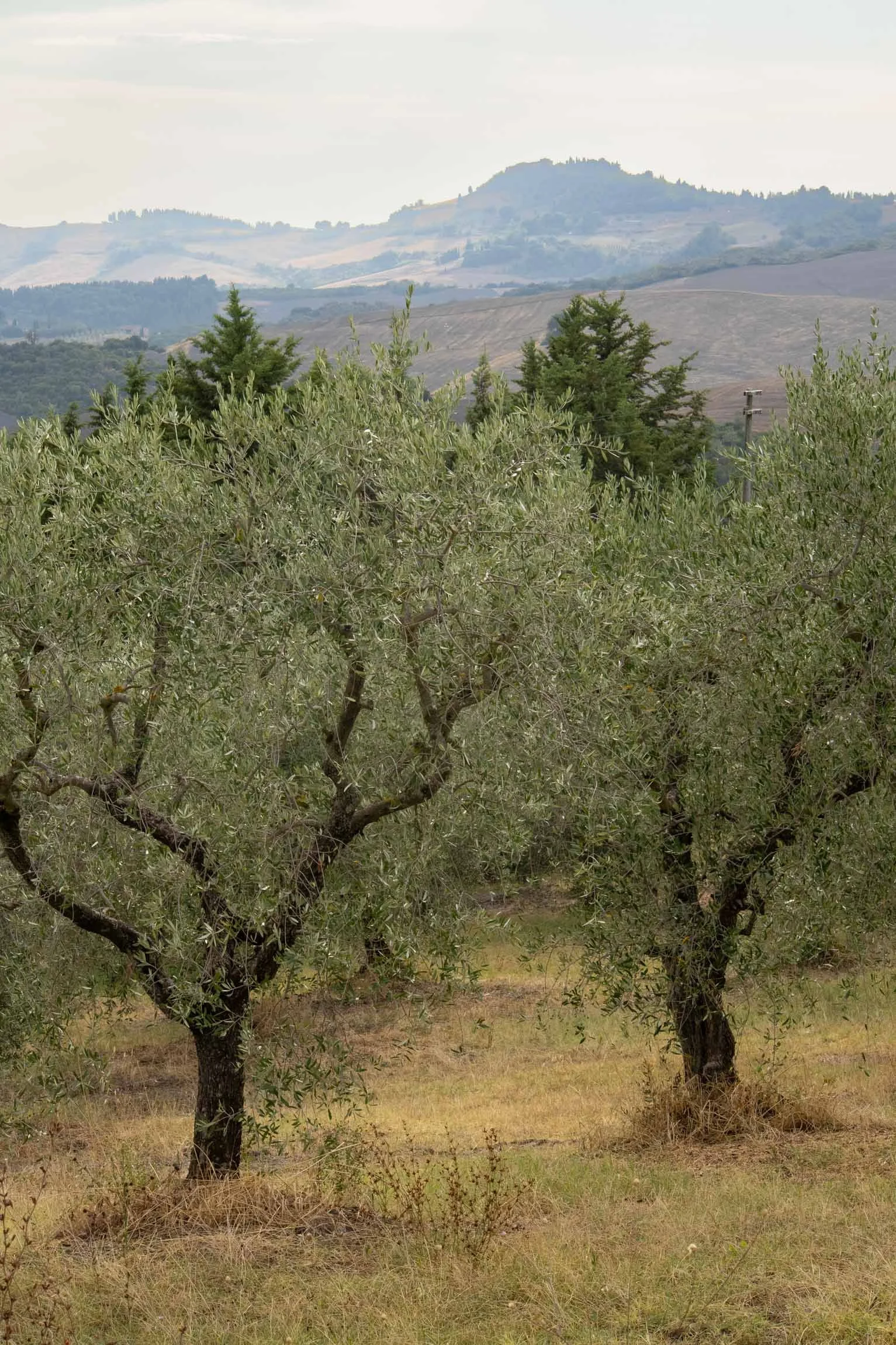 AmongstTuscanTrees26-7152.jpg