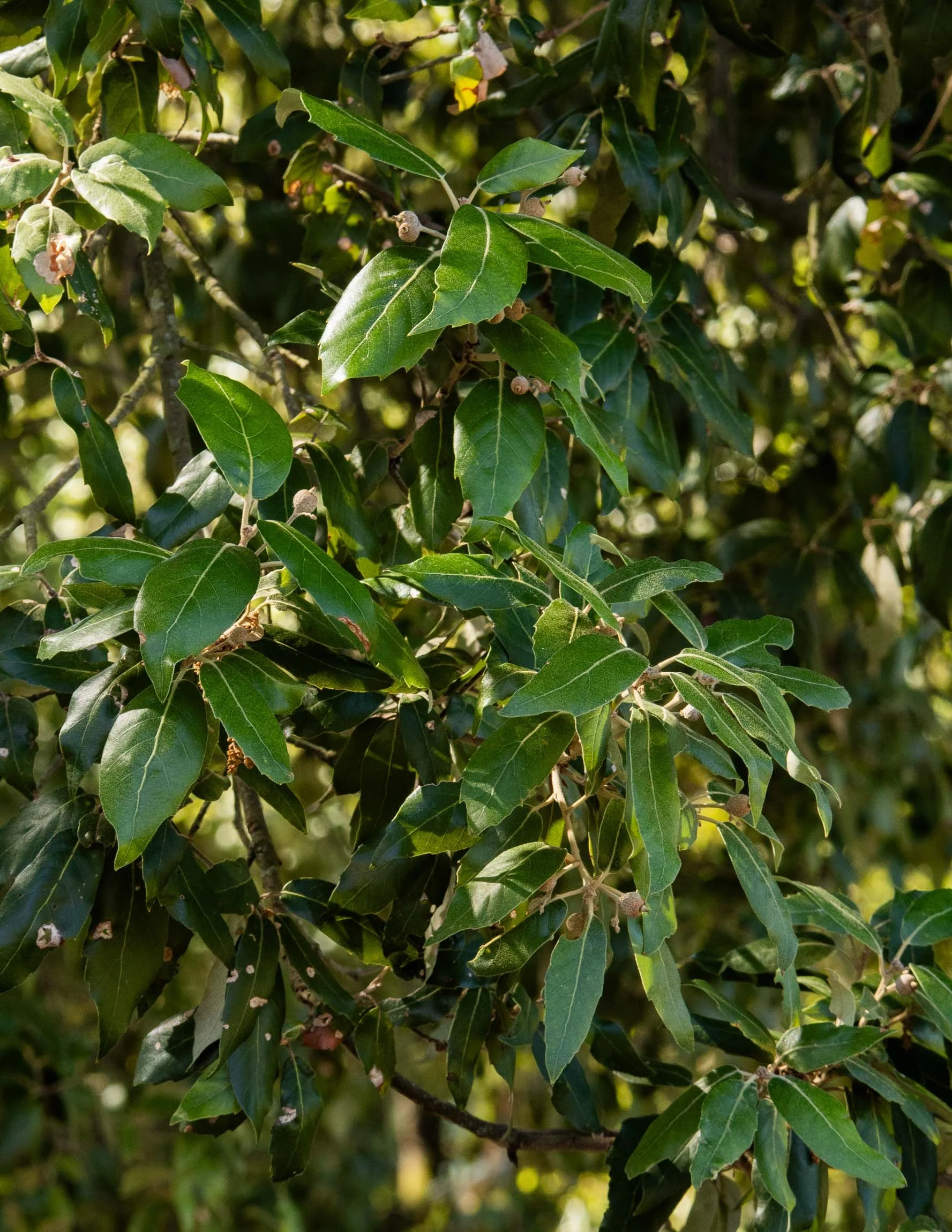 AmongstTuscanTrees26-7273.jpg