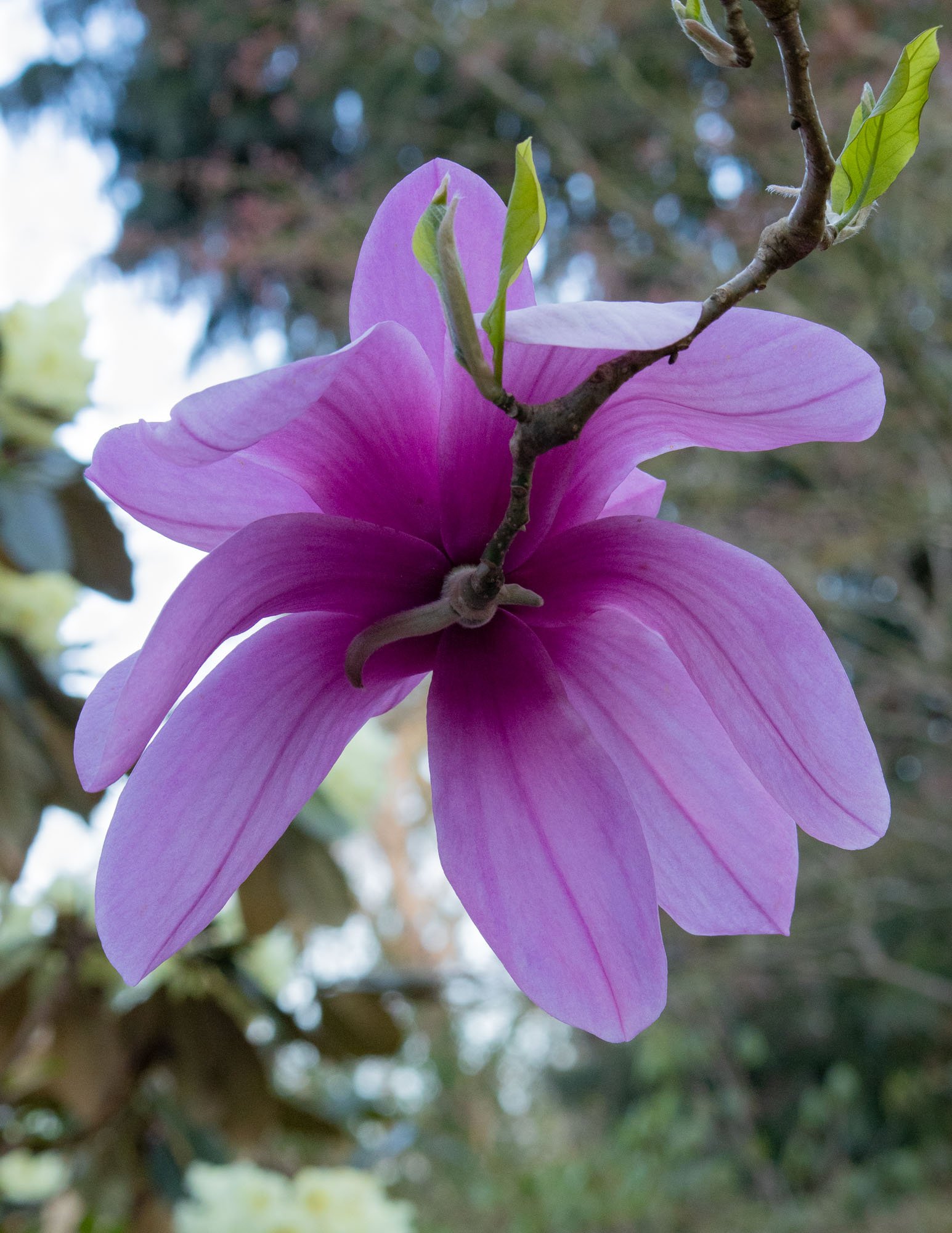 Magnolia 'Apollo' I