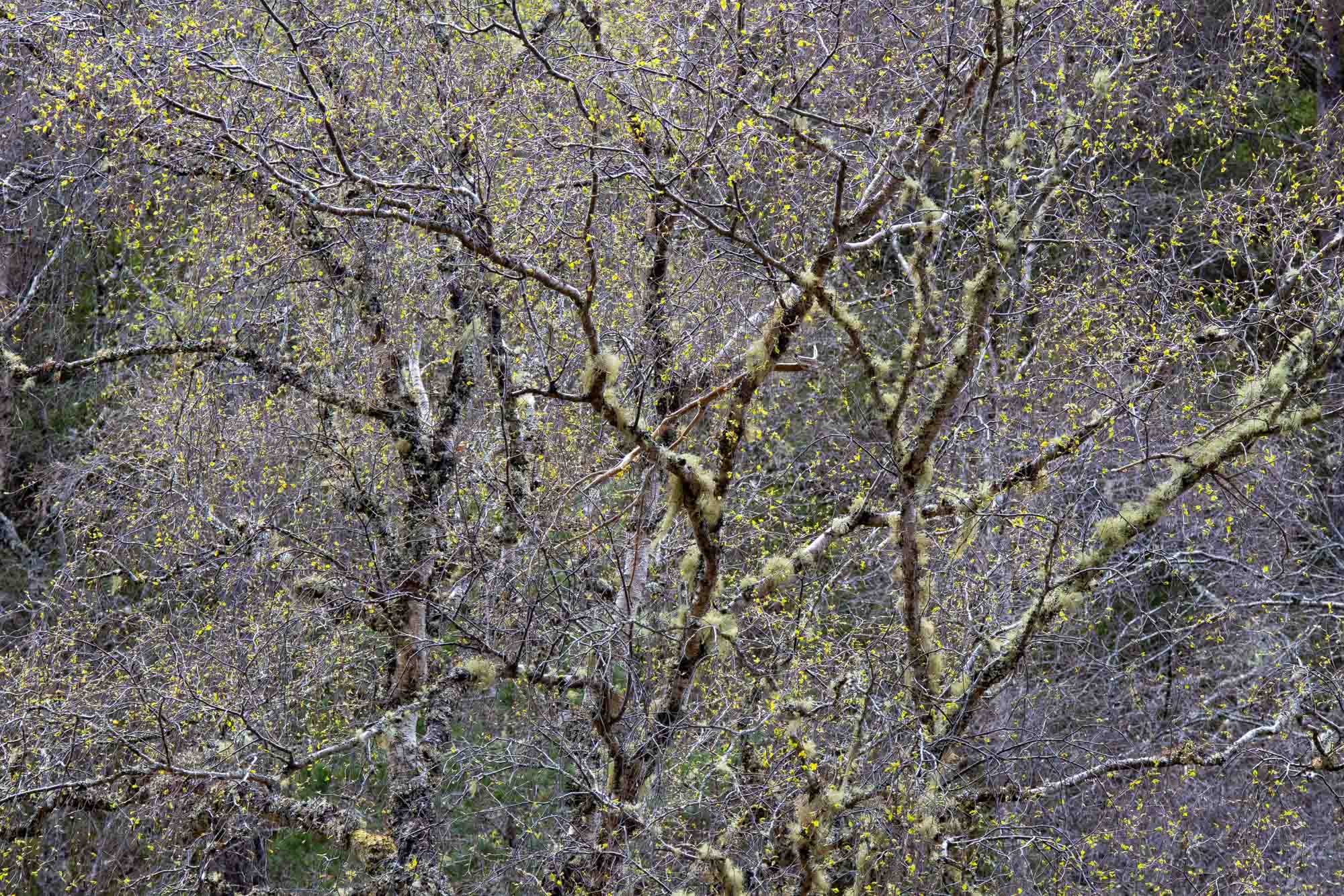 Early Spring Birch I